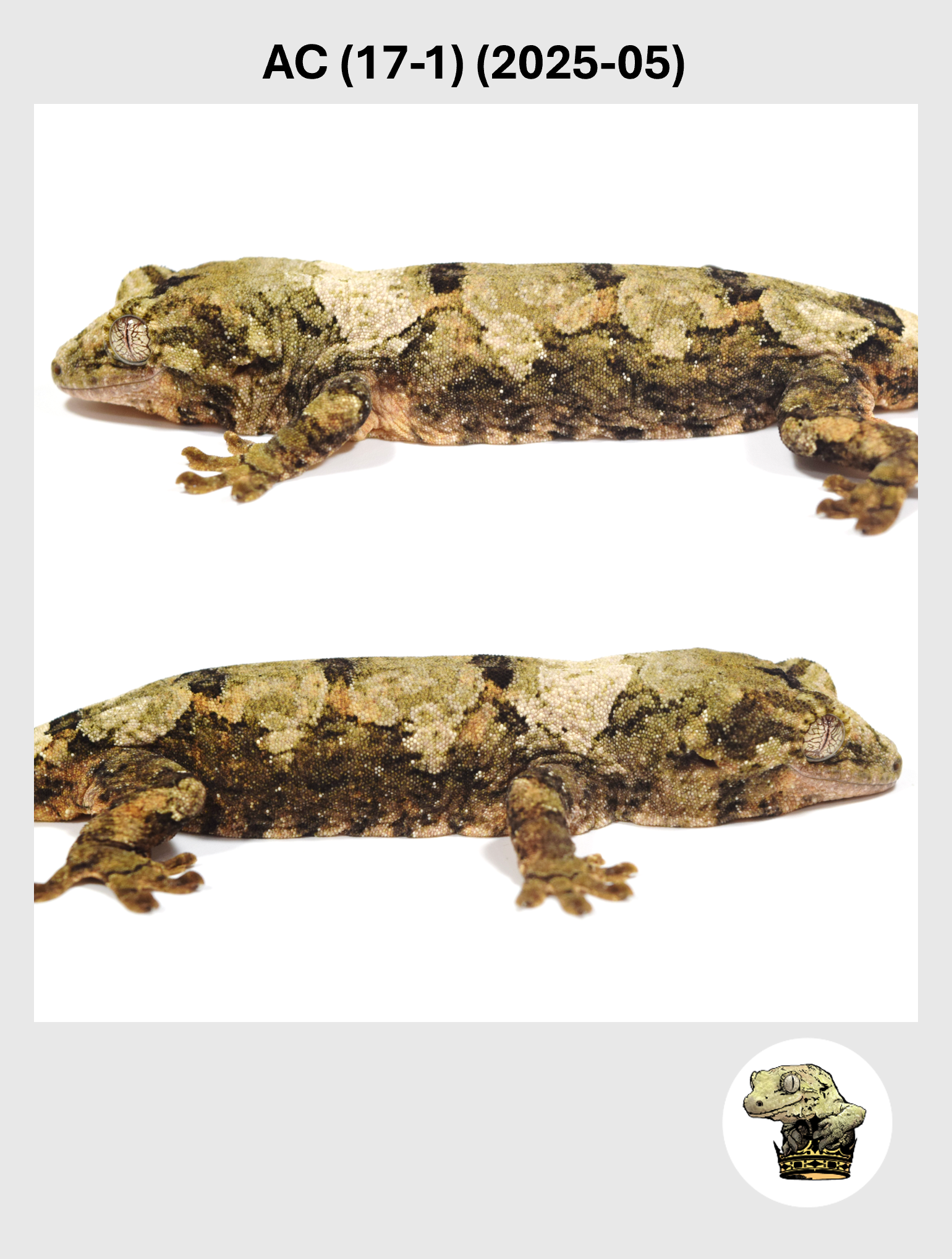 Dark Green Mossy Female*! AC (17-1) (2025-05)