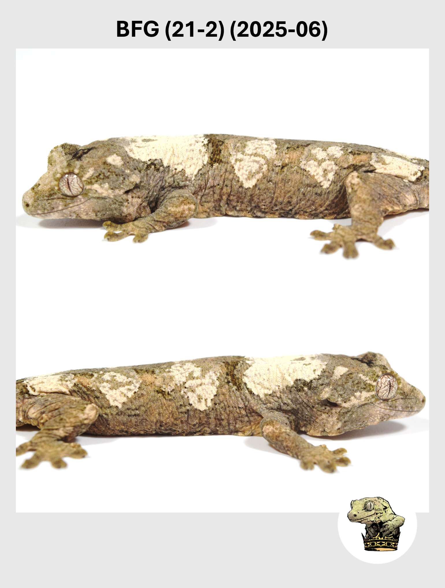 BFG (21-2) (2025-06) (2025-12-22) (4) SQSP.png