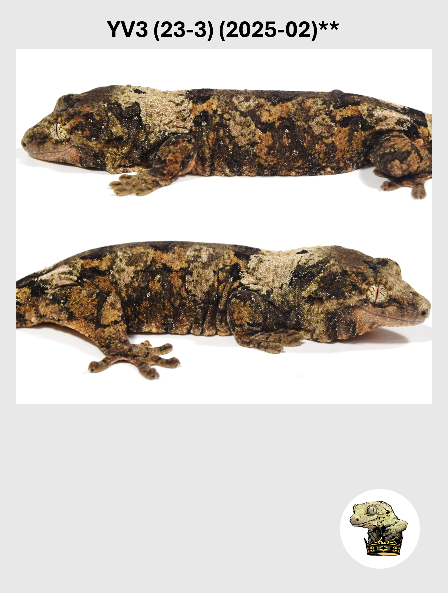 YV3 (23-3) (2025-02) REPEAT (2026-03-18) (2) SQSP.png