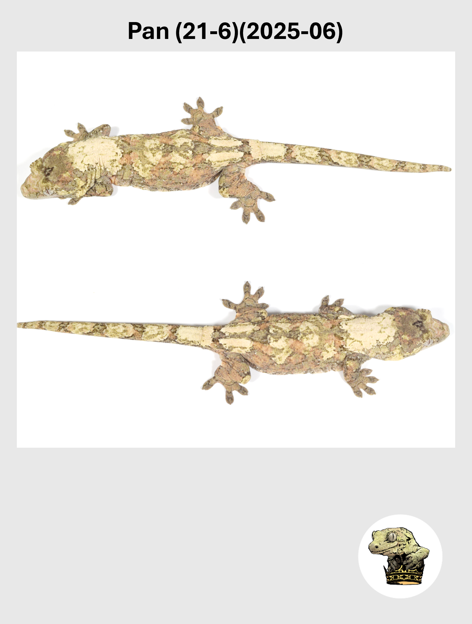 Pan (21-6)(2025-06) (2026-10-02) (5) SQSP.png