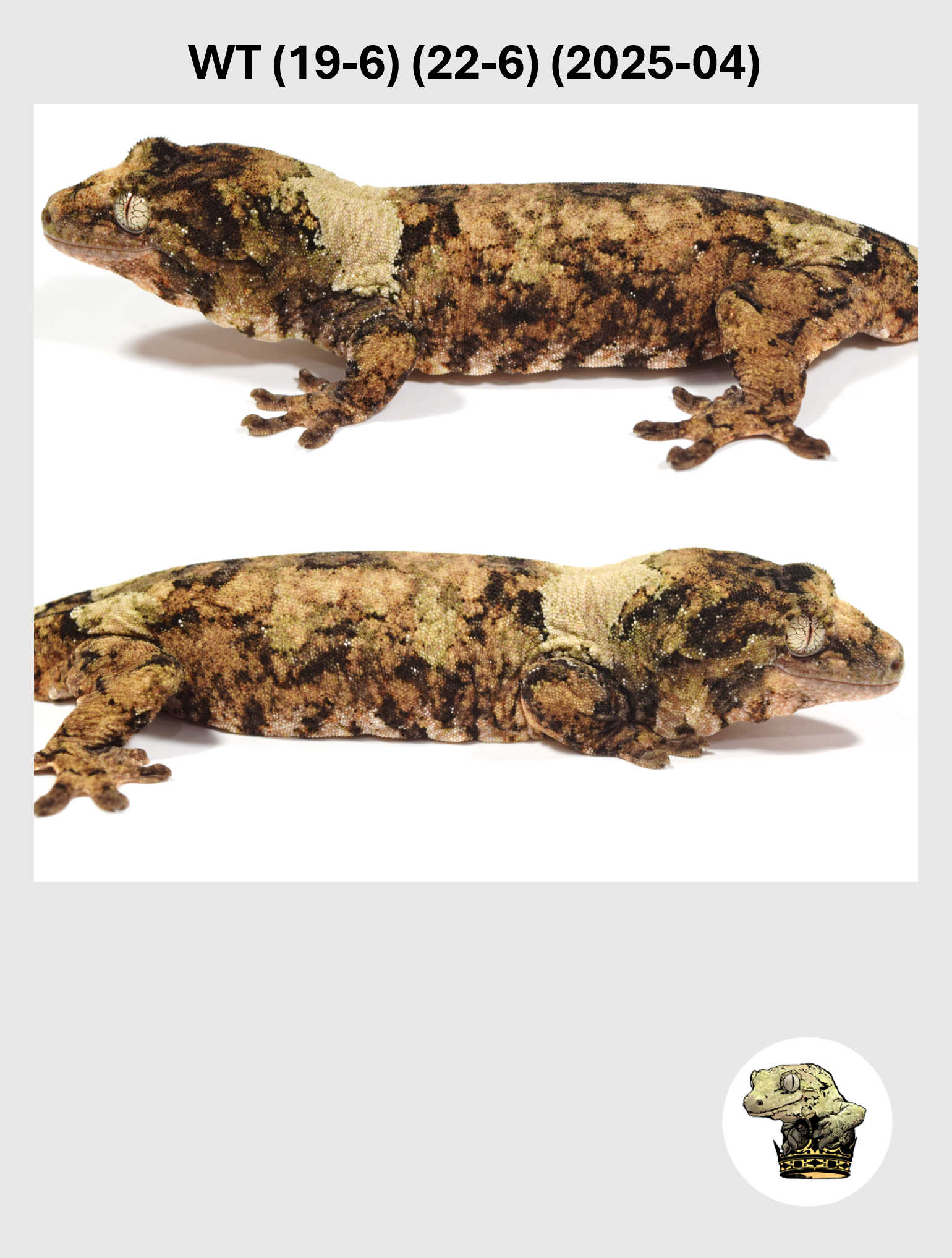 WT (19-6) (22-6) (2025-04) (2026-03-11) (2) SQSP.png