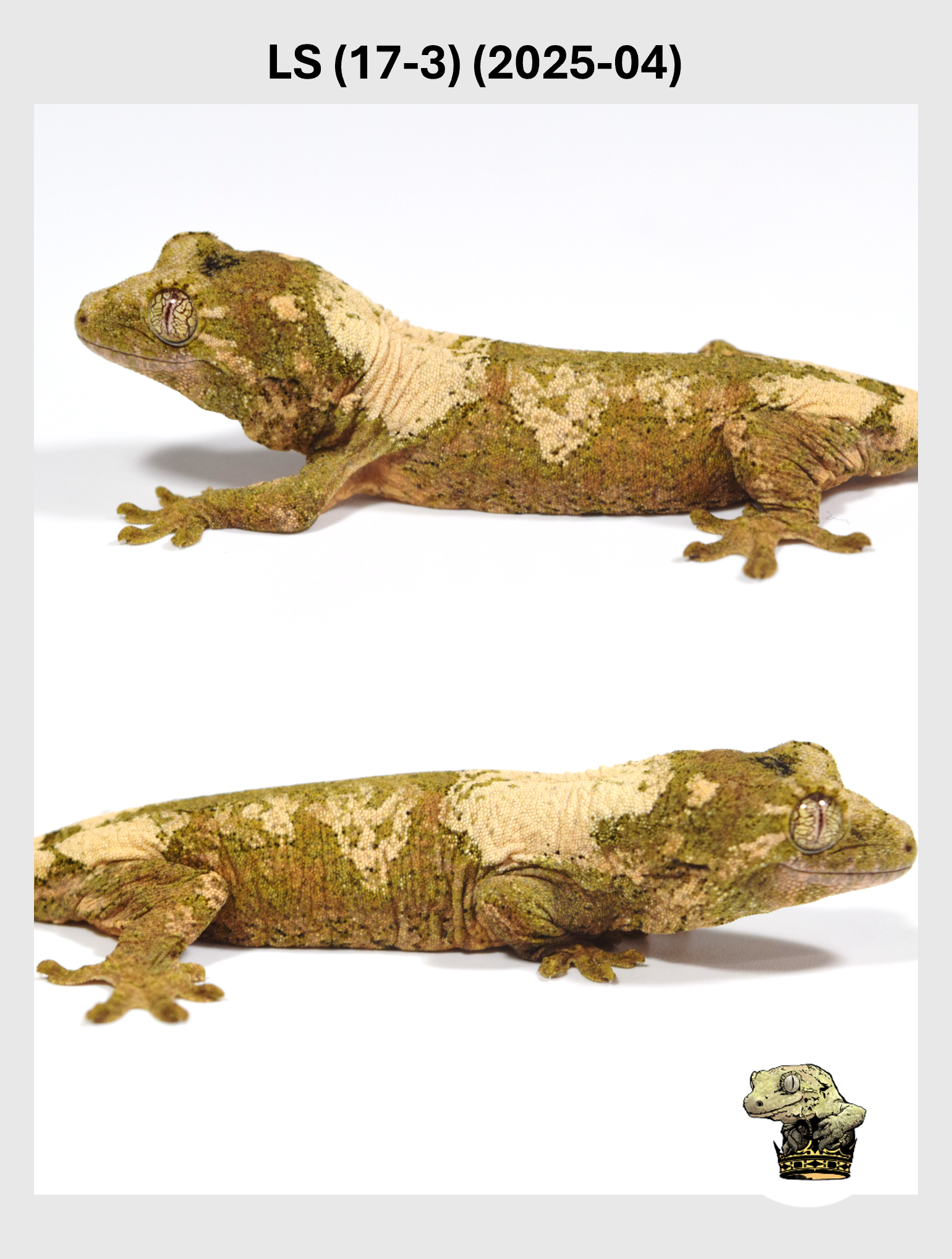 LS (17-3) (2025-04) (2025-12-22) (2) SQSP.png