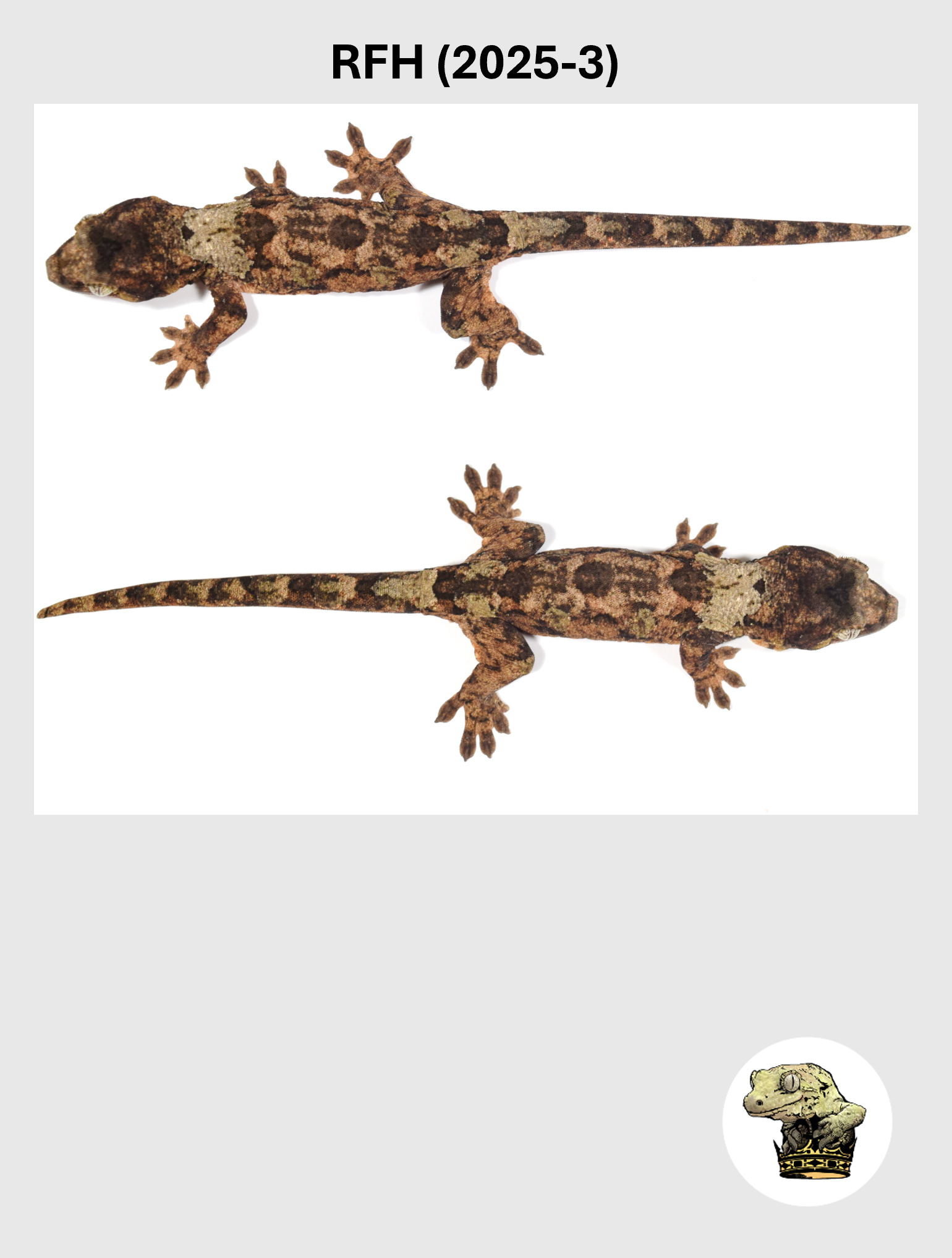 RFH (2025-3) (2026-03-11) (3) SQSP.png