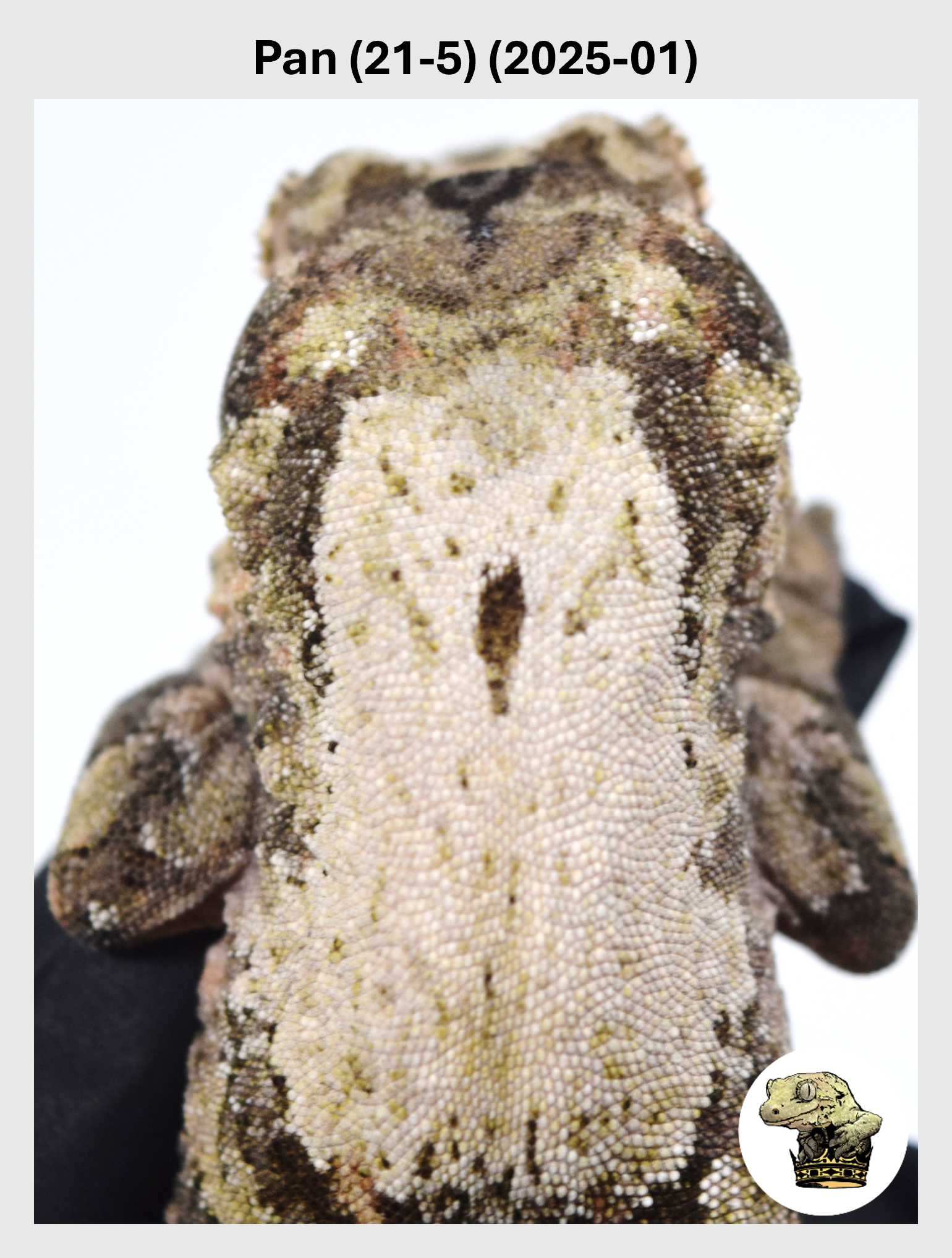 White Striped Female*!  Pan (21-5) (2025-01)