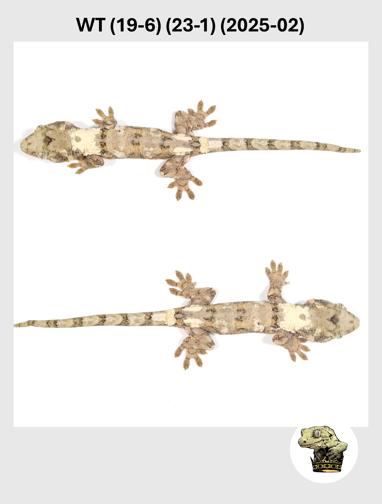 WT (19-6) (23-1) (2025-02) (2026-02-03) (5) SQSP.png