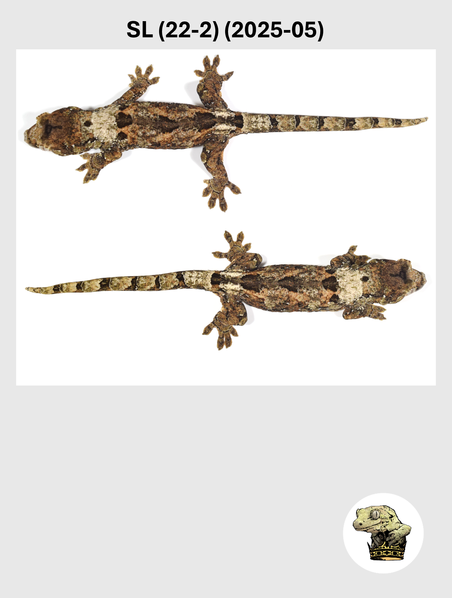 SL (22-2) (2025-05) (2026-03-11) (3) SQSP.png