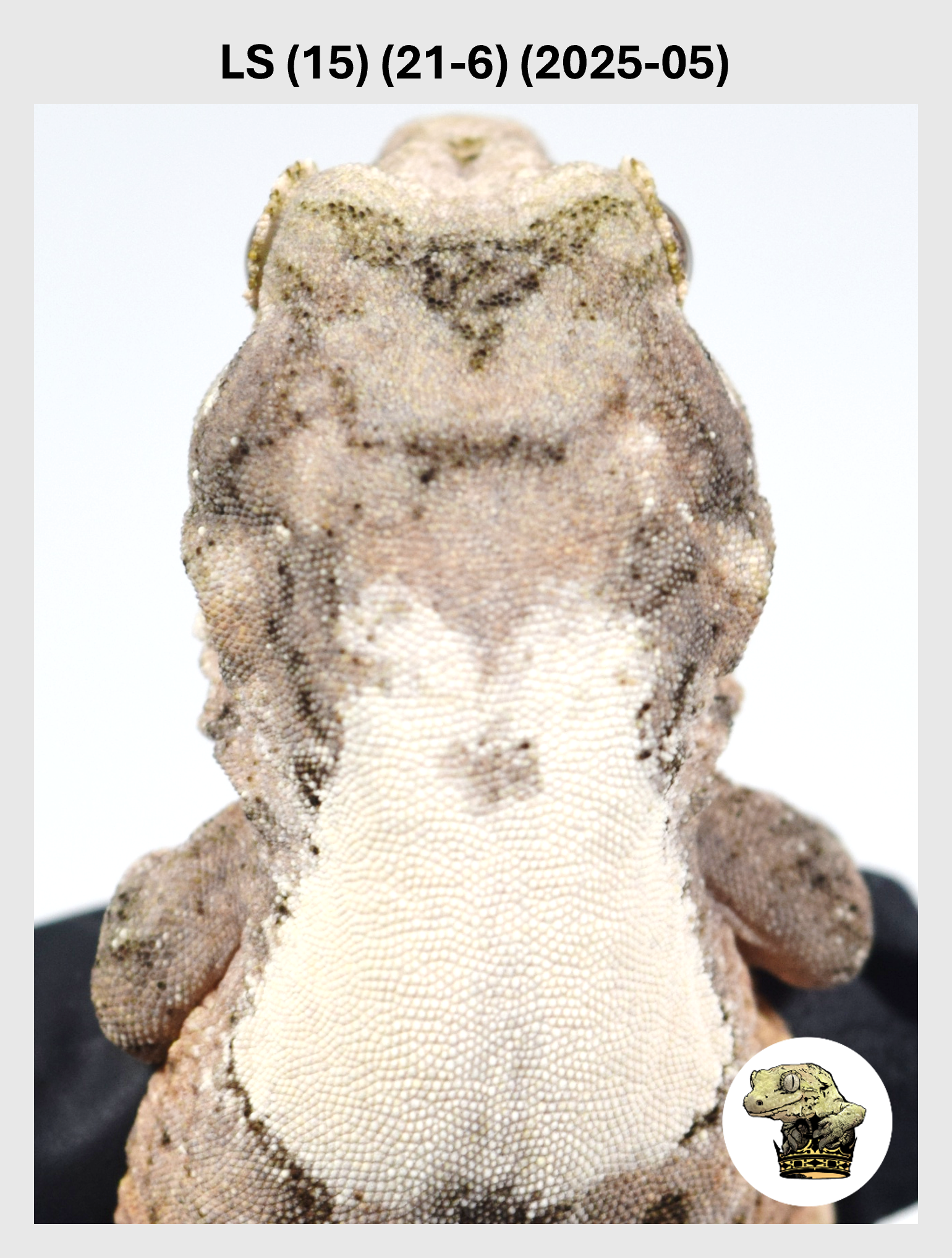 LS (15) (21-6) (2025-05) (2026-03-25) (1) SQSP.png