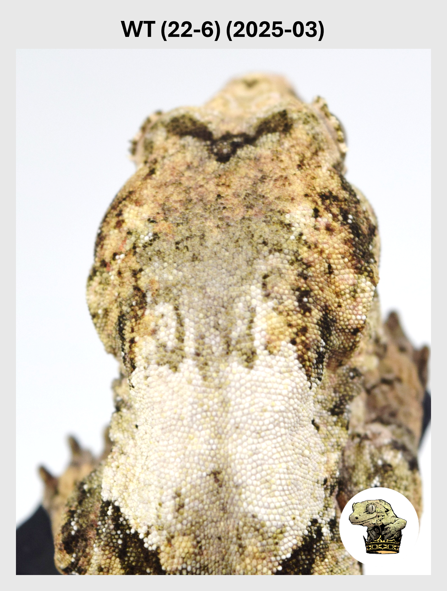 WT (22-6) (2025-03) (2026-01-16) (1) SQSP.png