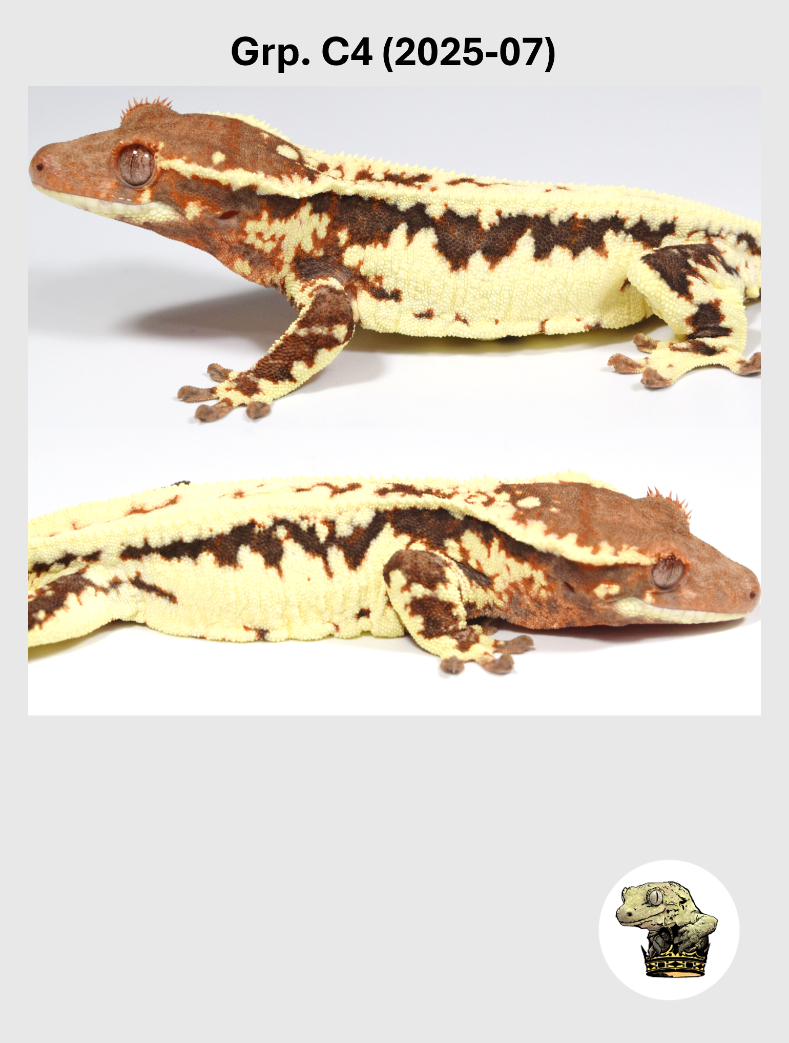 Super Nice Frappuccino Female Crested Gecko!