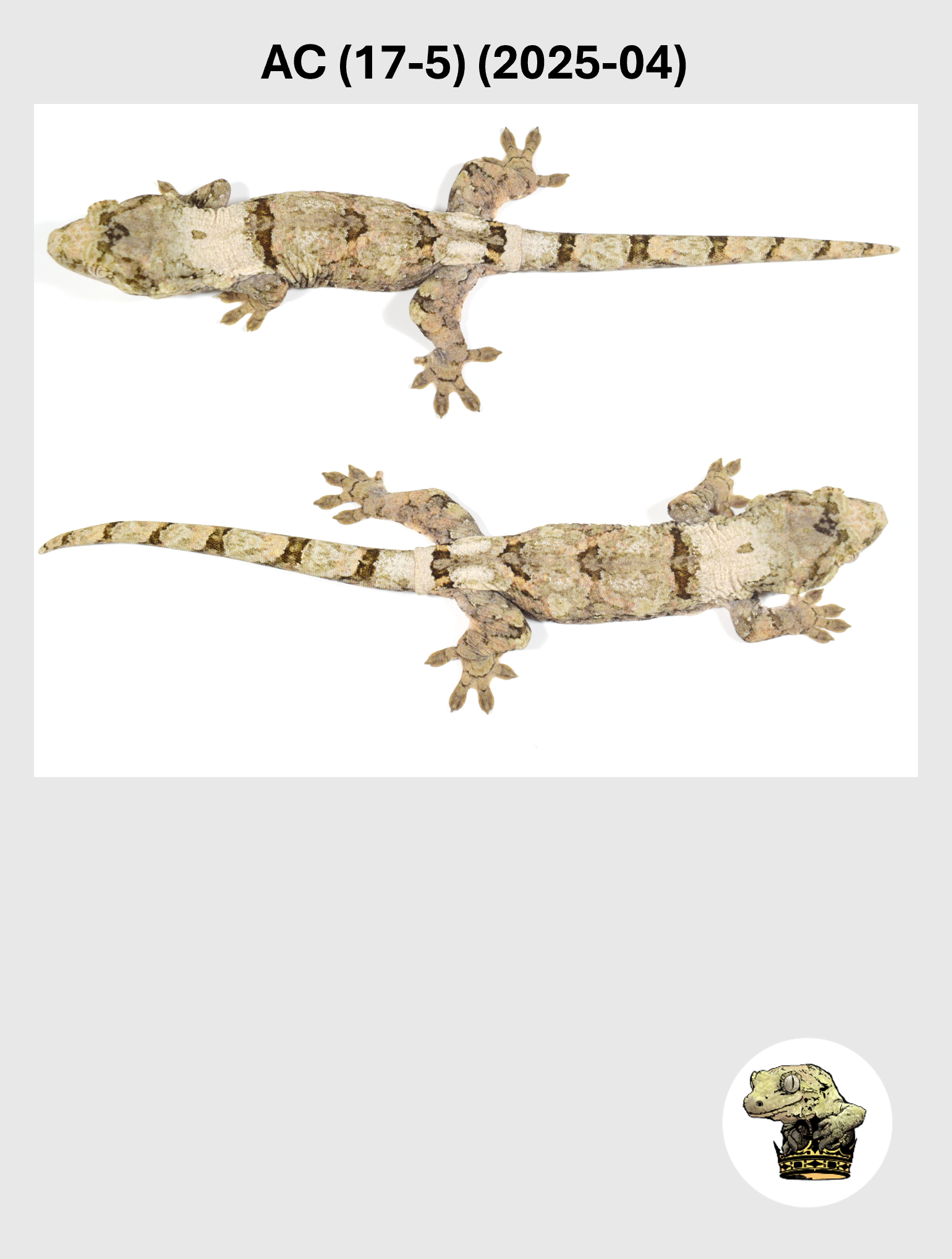 AC (17-5) (2025-04) (2026-03-11) (5) SQSP.png