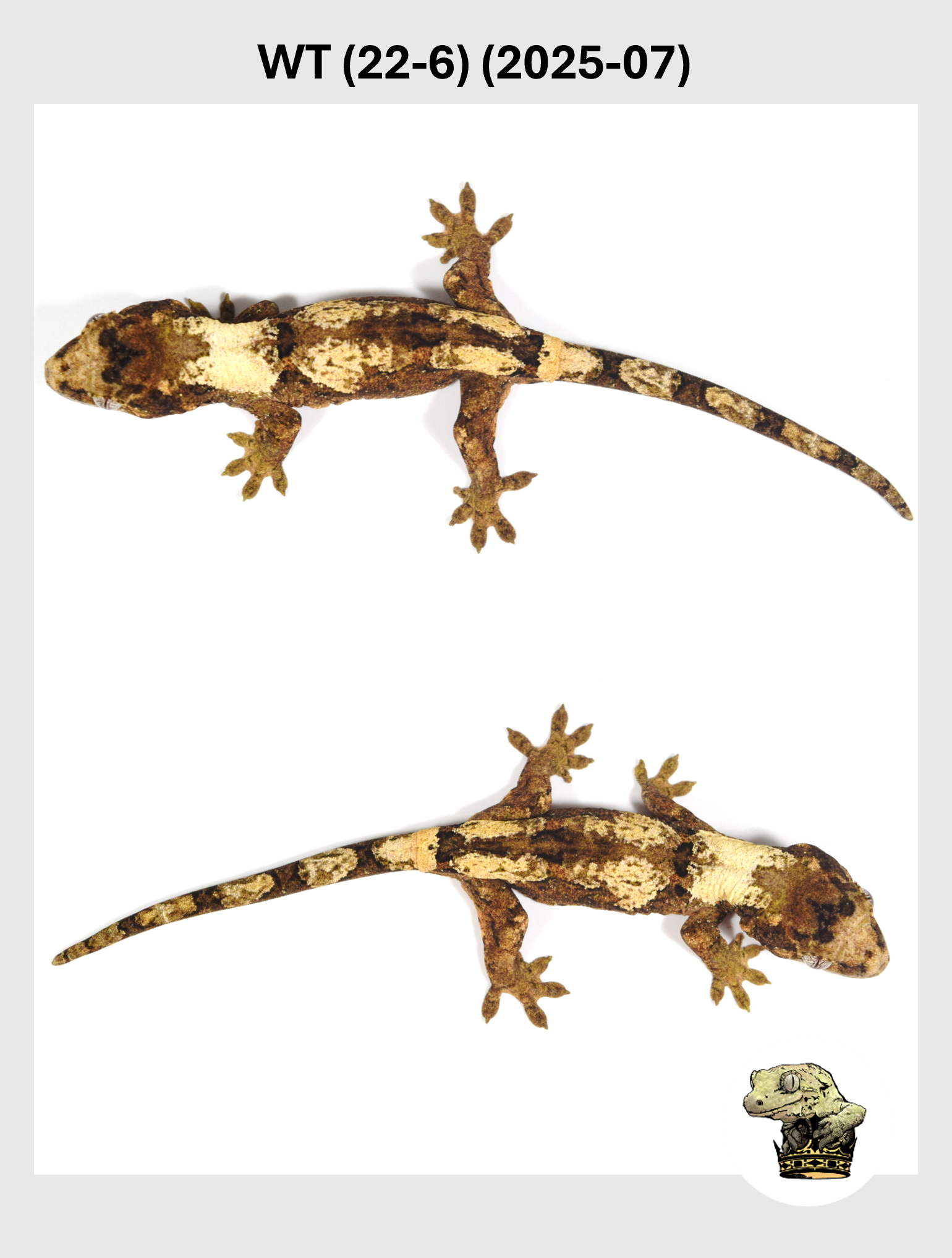 WT (22-6) (2025-07) (2025-12-22) (3) SQSP.png