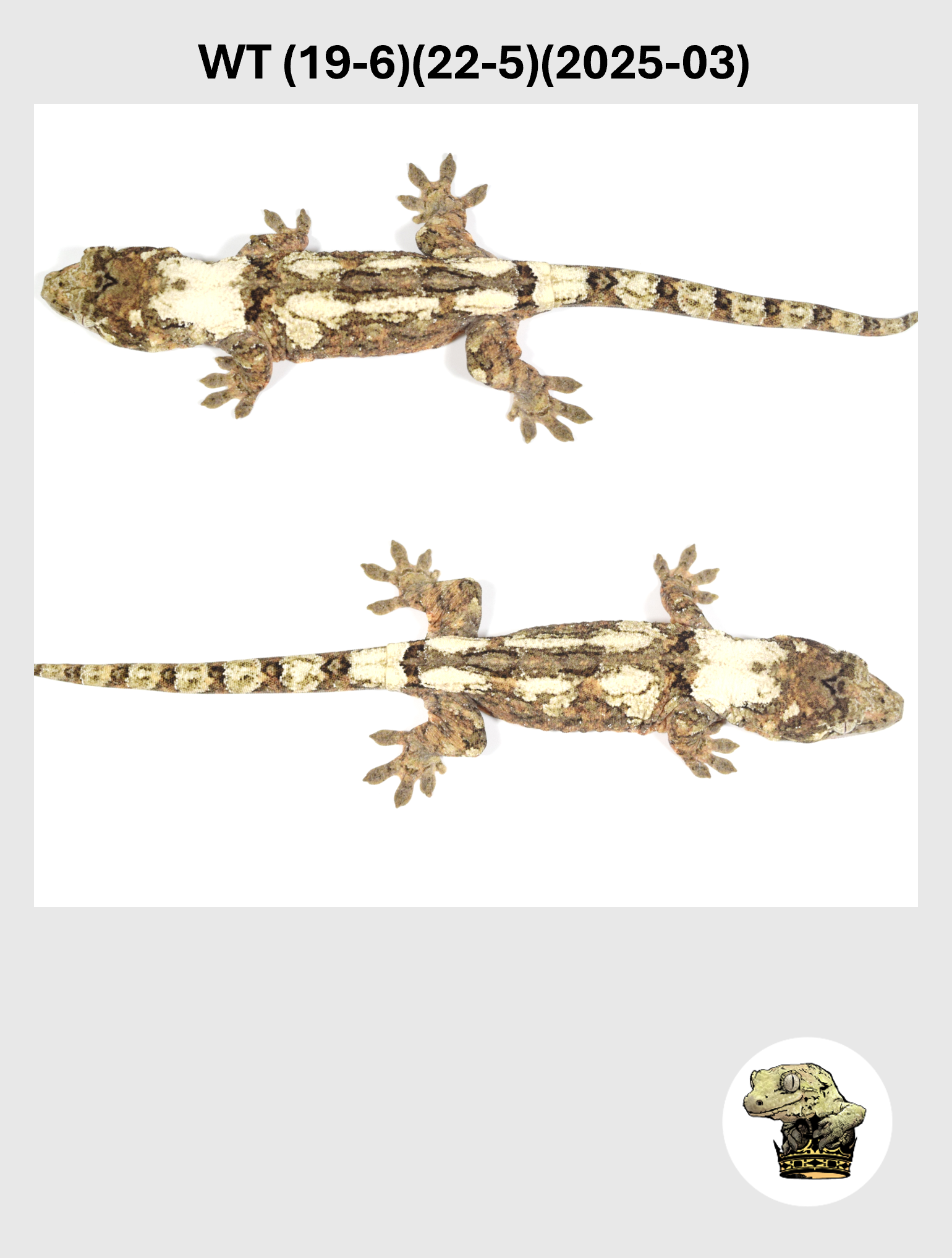 WT (19-6)(22-5)(2025-03) (2026-10-02) (5) SQSP.png