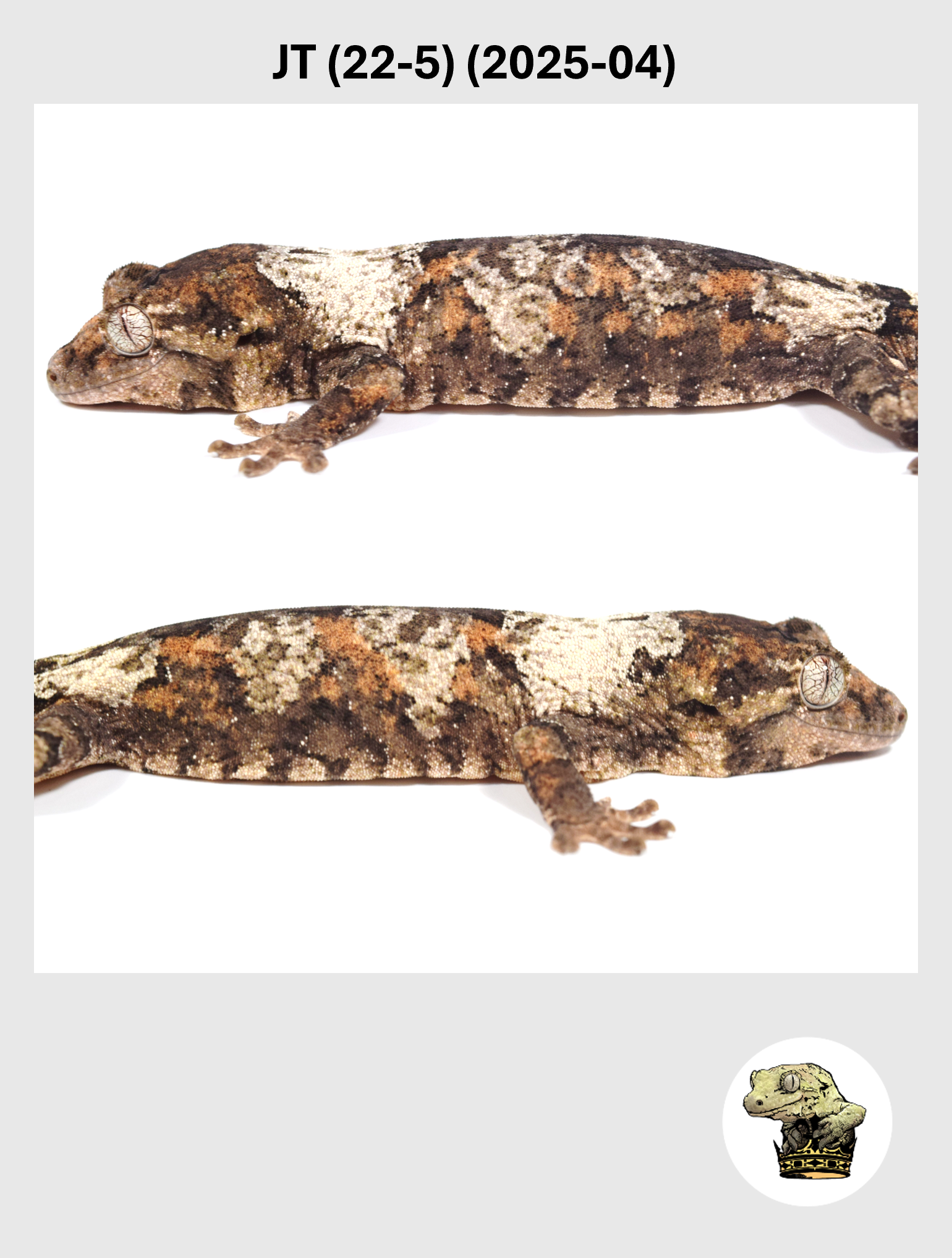 JT (22-5) (2025-04) (2026-02-25) (2) SQSP.png