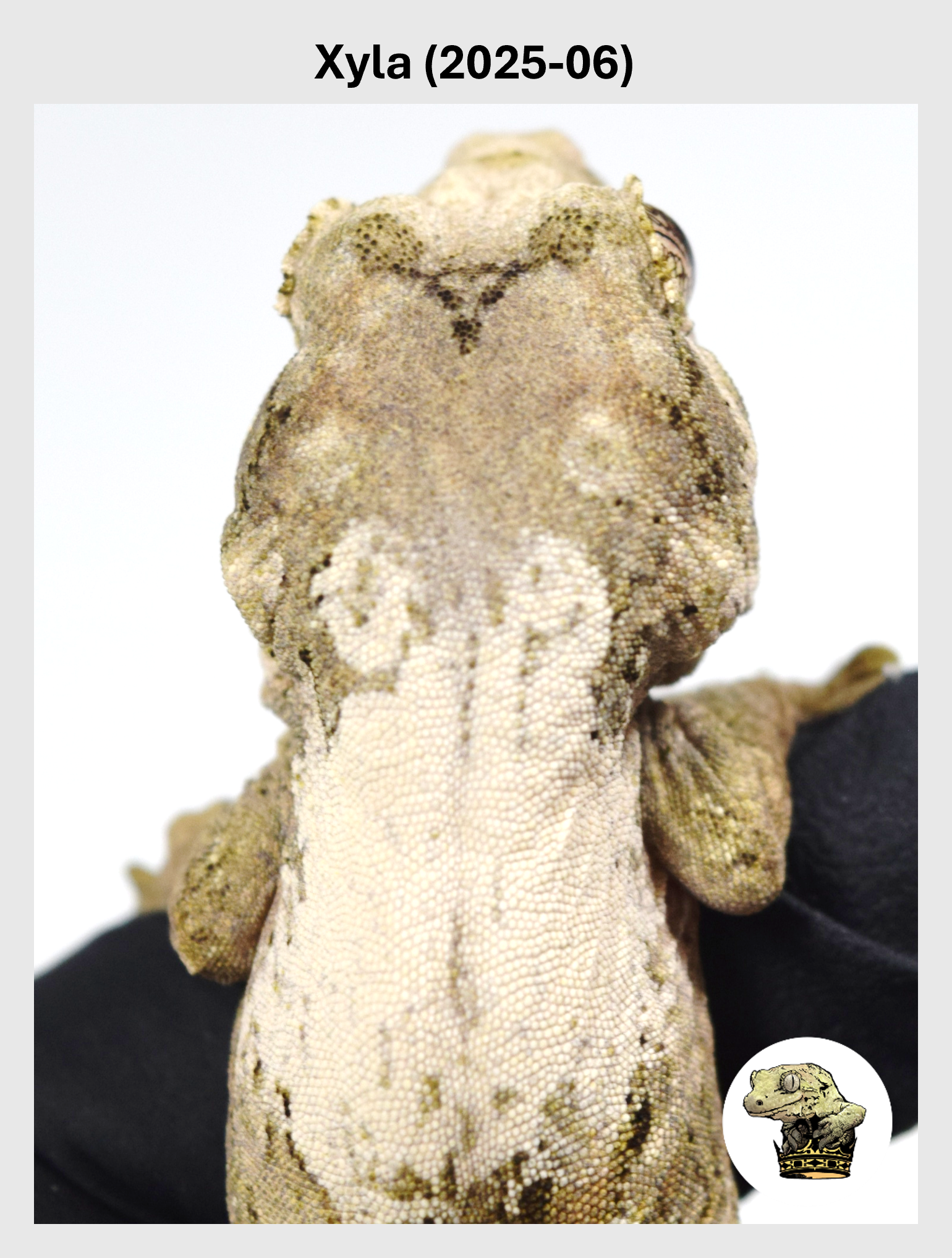 Xyla (2025-06) (2025-12-16) (1) SQSP.png
