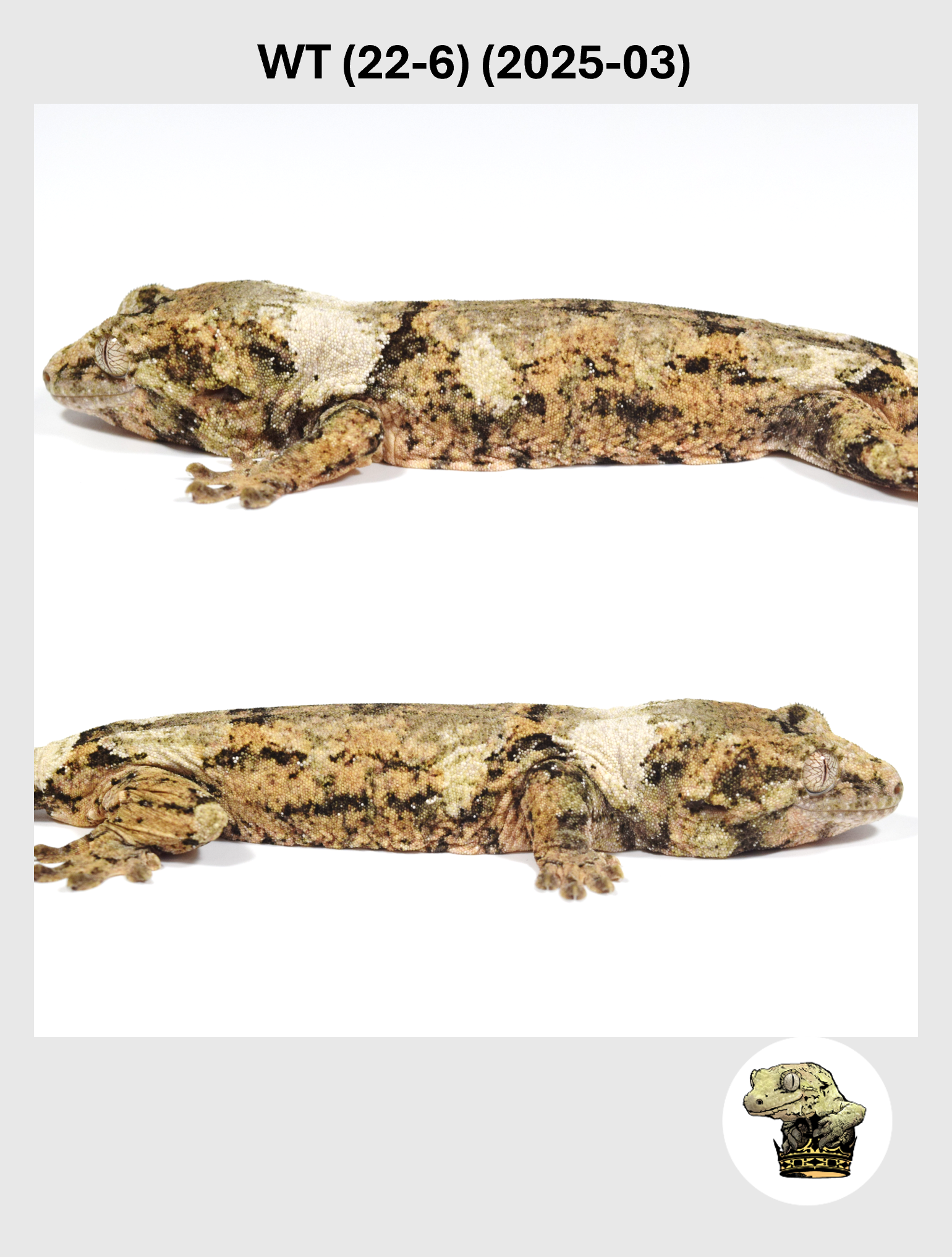 WT (22-6) (2025-03) (2026-01-16) (4) SQSP.png