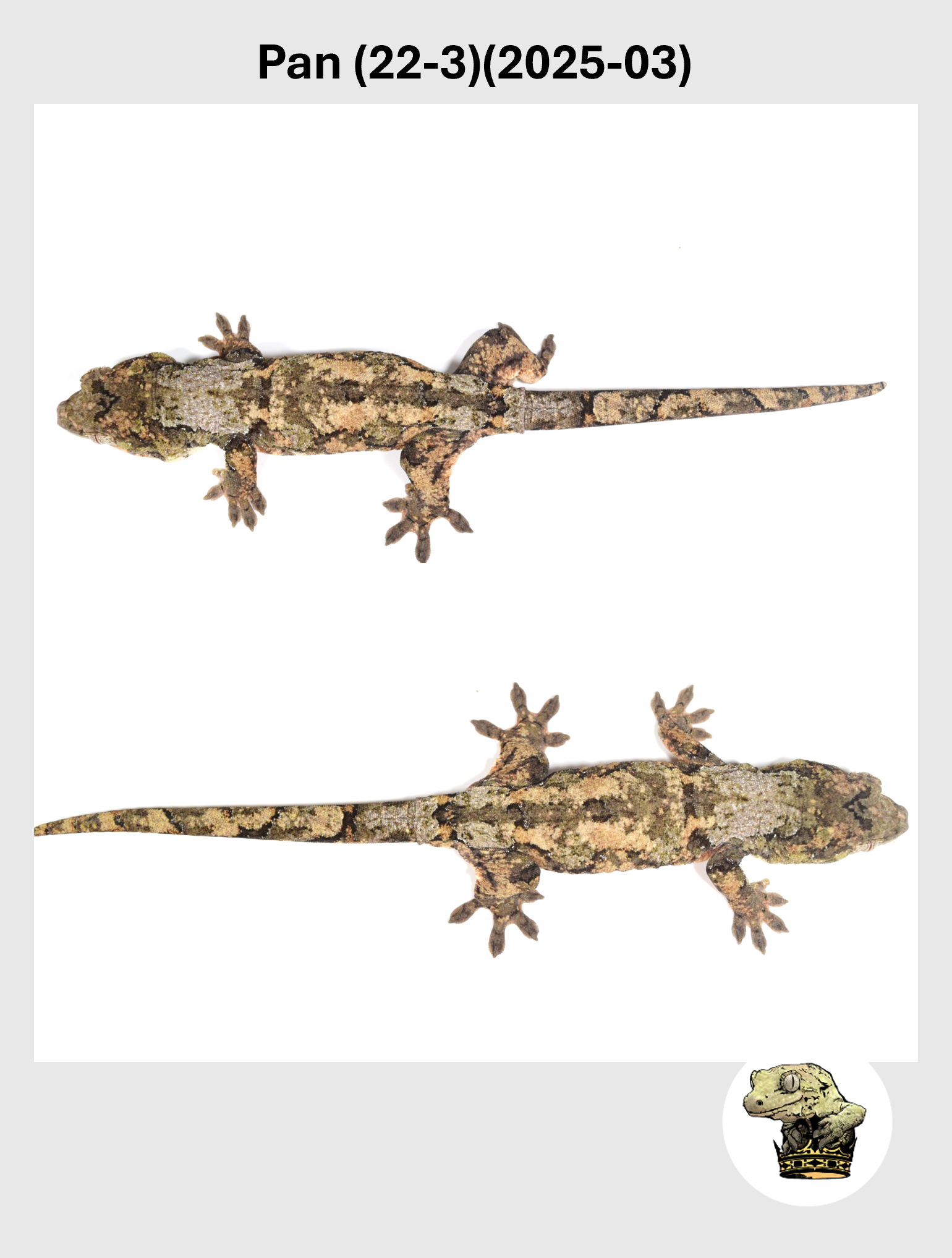 Pan (22-3)(2025-03) (2026-02-10) (3) SQSP.png