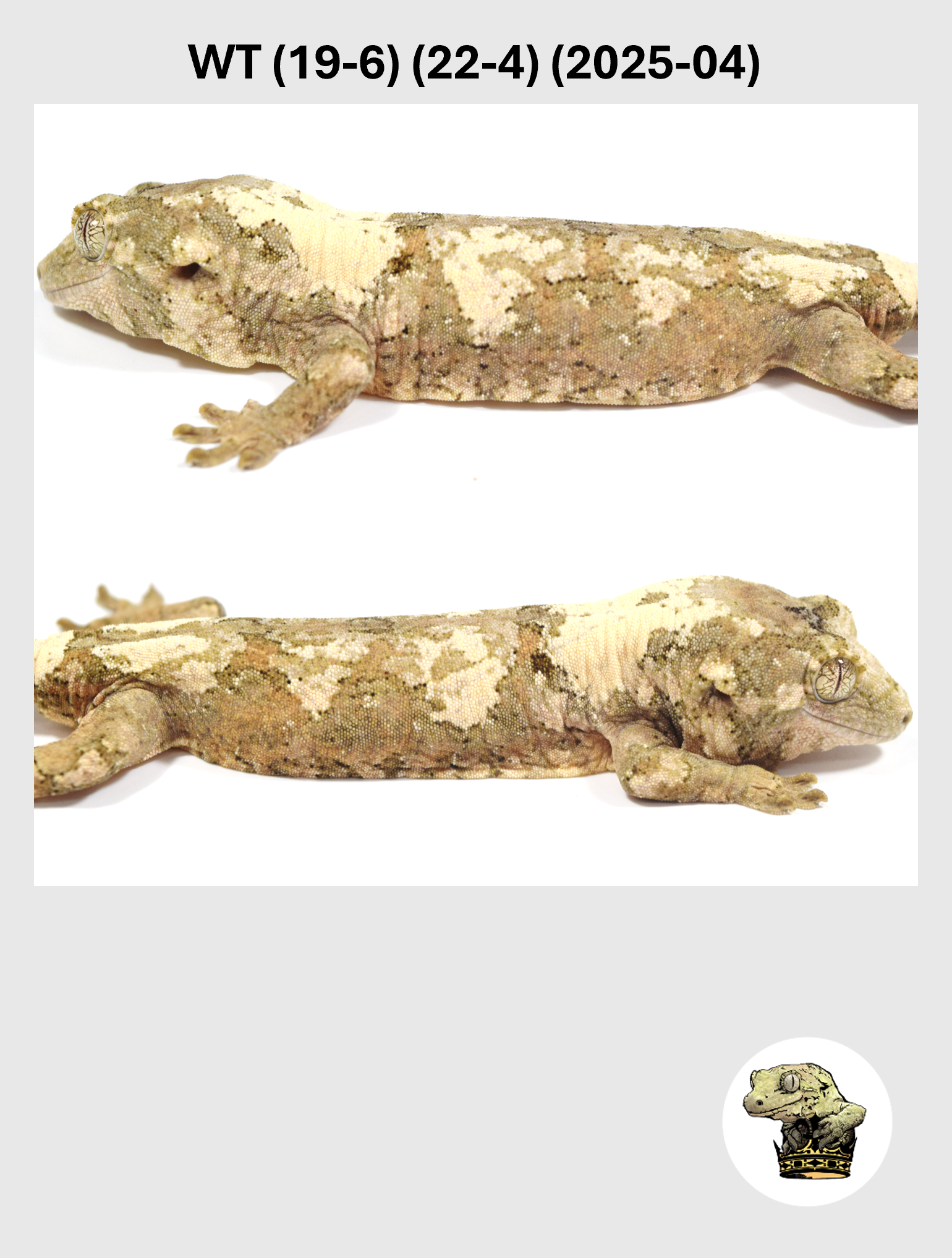 WT (19-6) (22-4) (2025-04) (2026-03-04) (4) SQSP.png