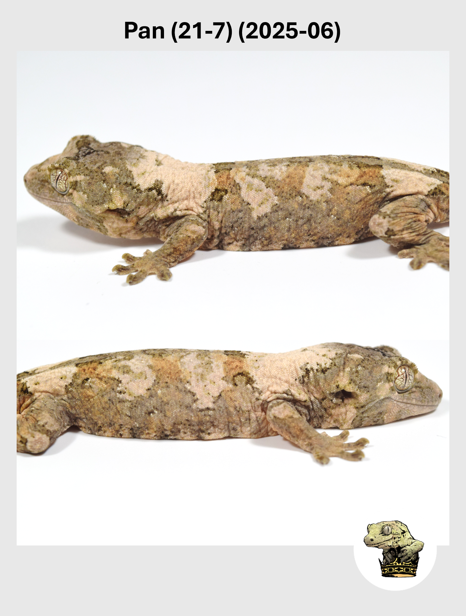 Pan (21-7) (2025-06) (2025-12-16) (4) SQSP.png