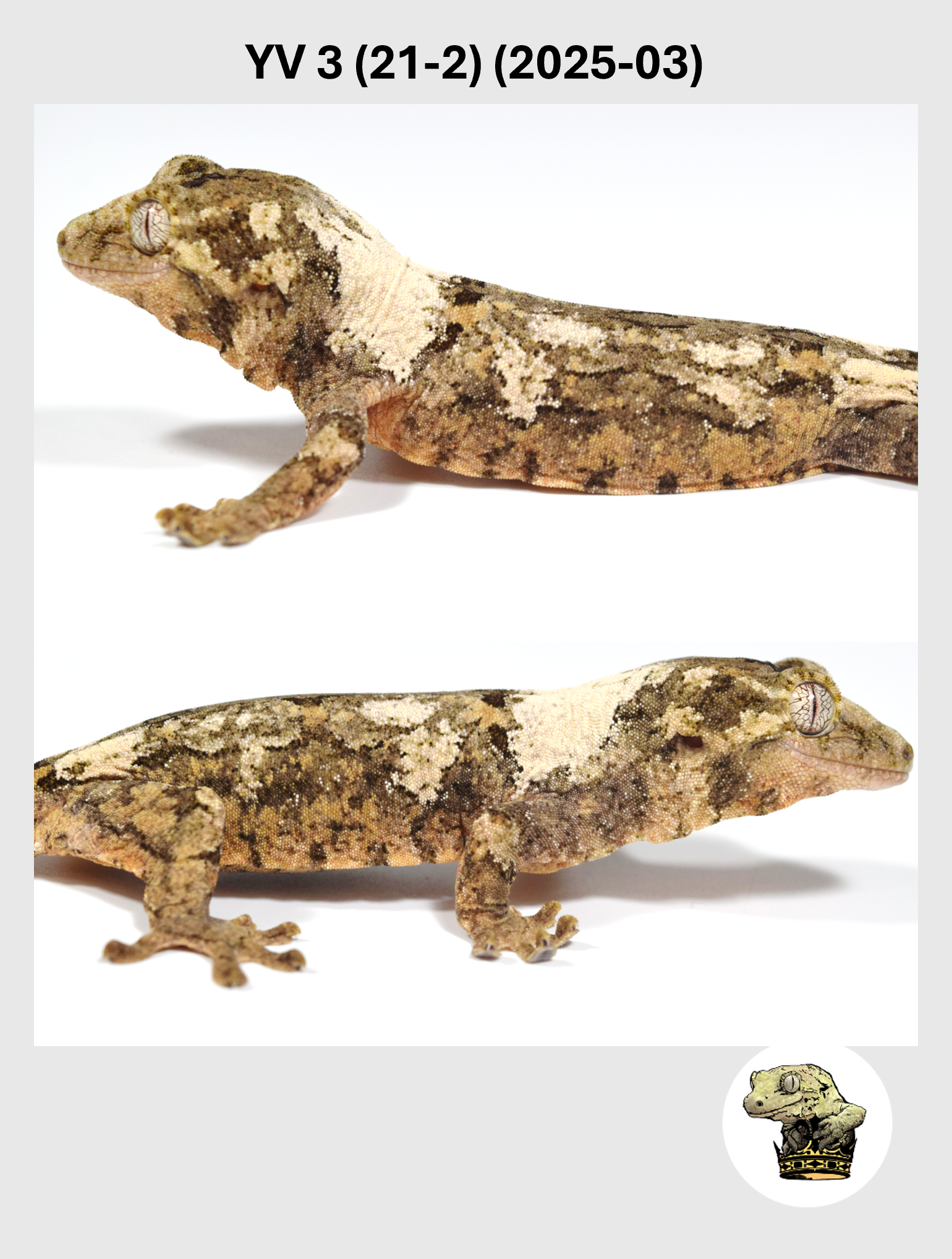 YV 3 (21-2) (2025-03) (2026-02-25) (4) SQSP.png