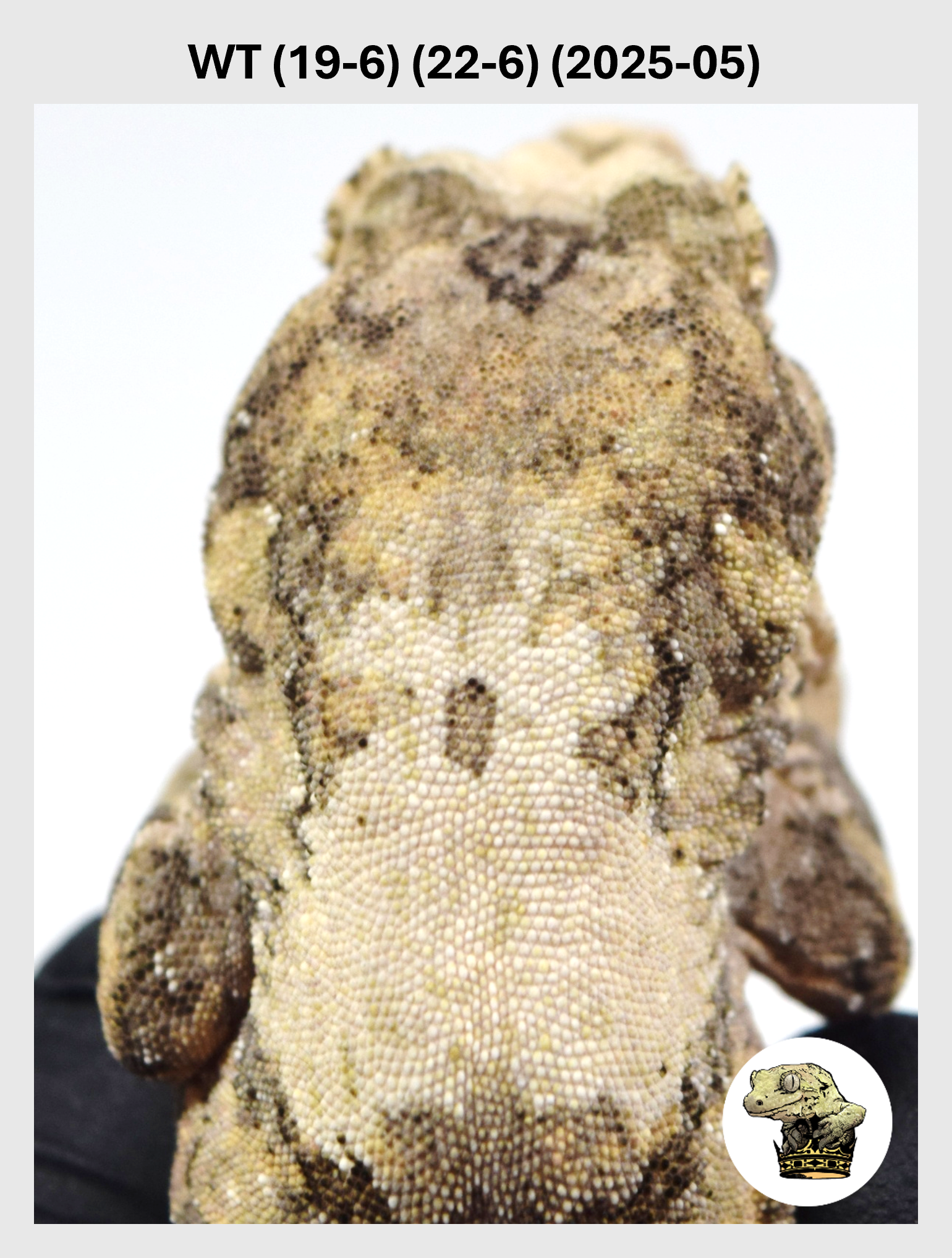 High White Male*! WT (19-6) (22-6) (2025-05)