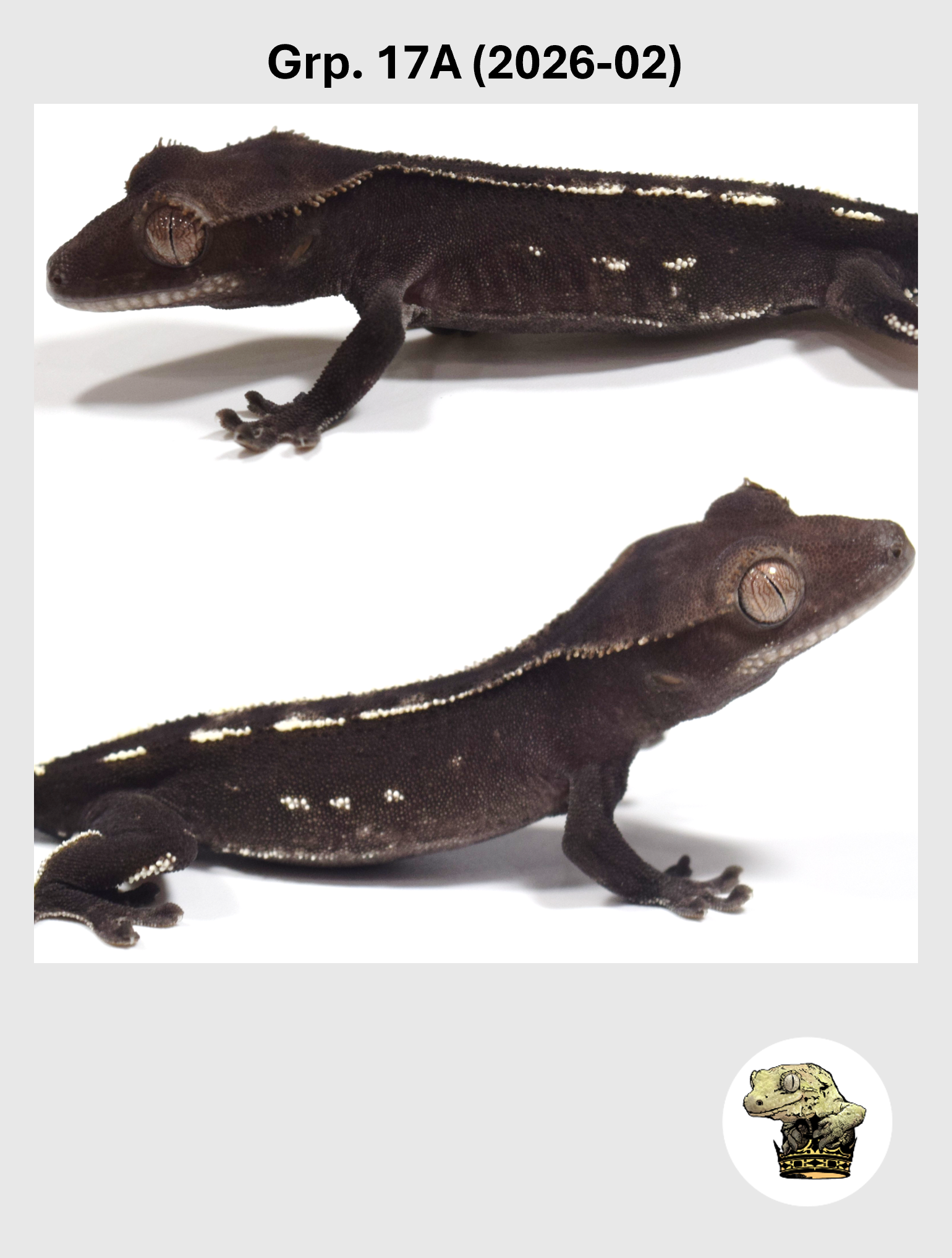 Visual Axanthic Male* Crested Gecko! 17A (2026-02)