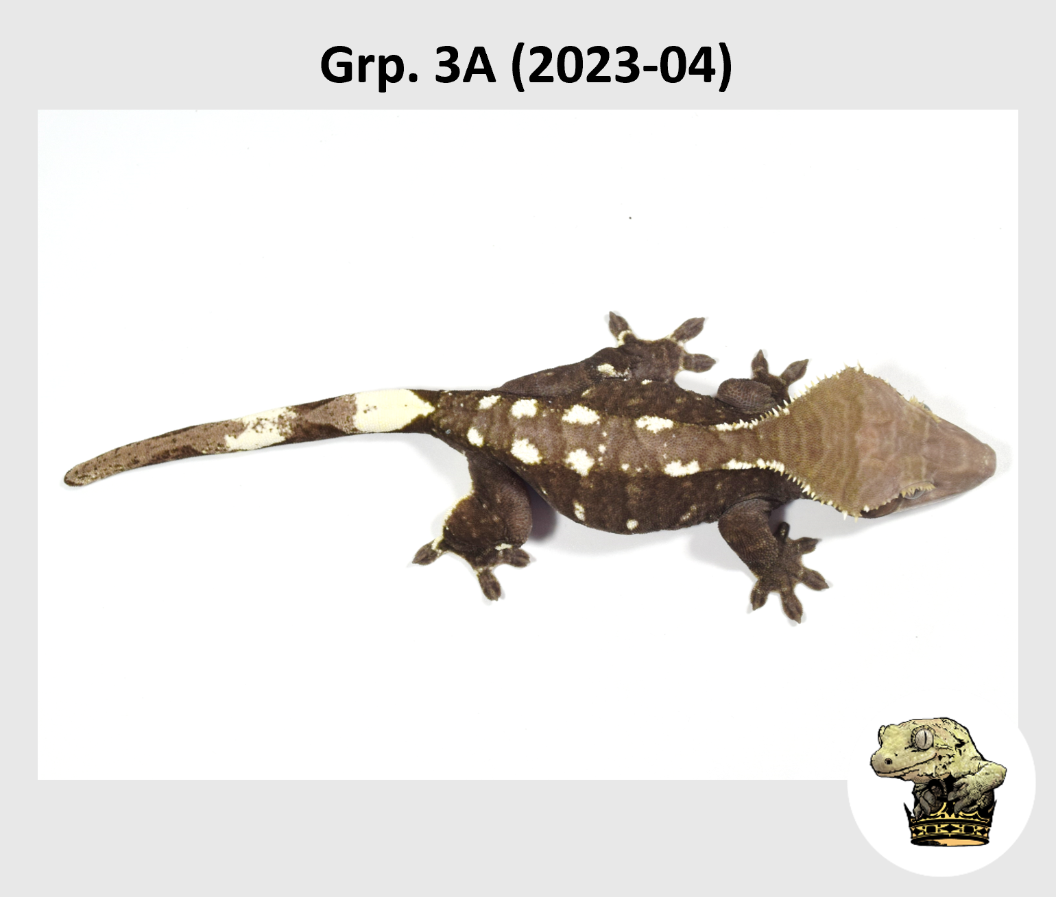 MM Grp. 3A (2023-04) (2024-08-17) (4).png