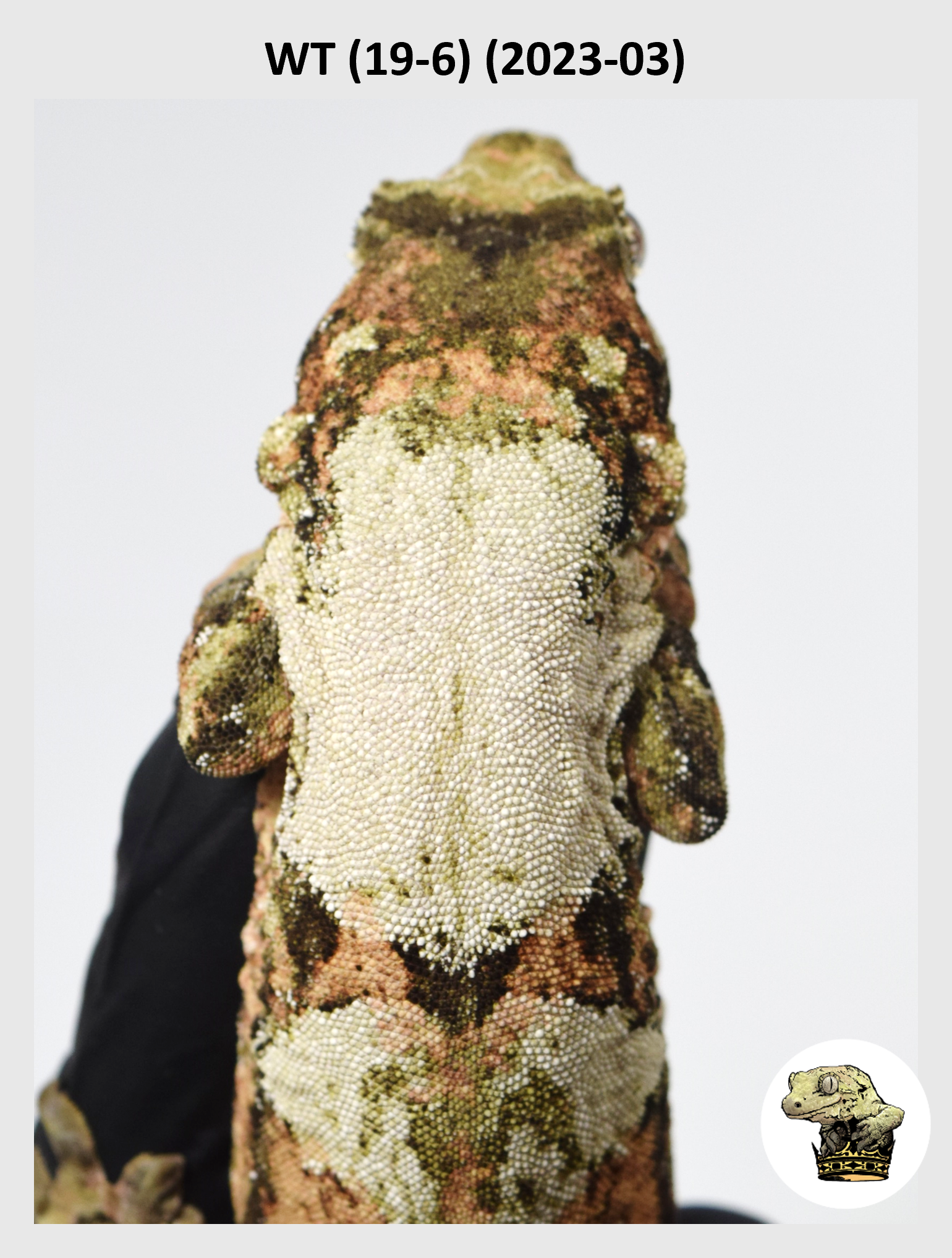 WT (19-6) (2023-03) (2024-06-01) (1) SQSP.png