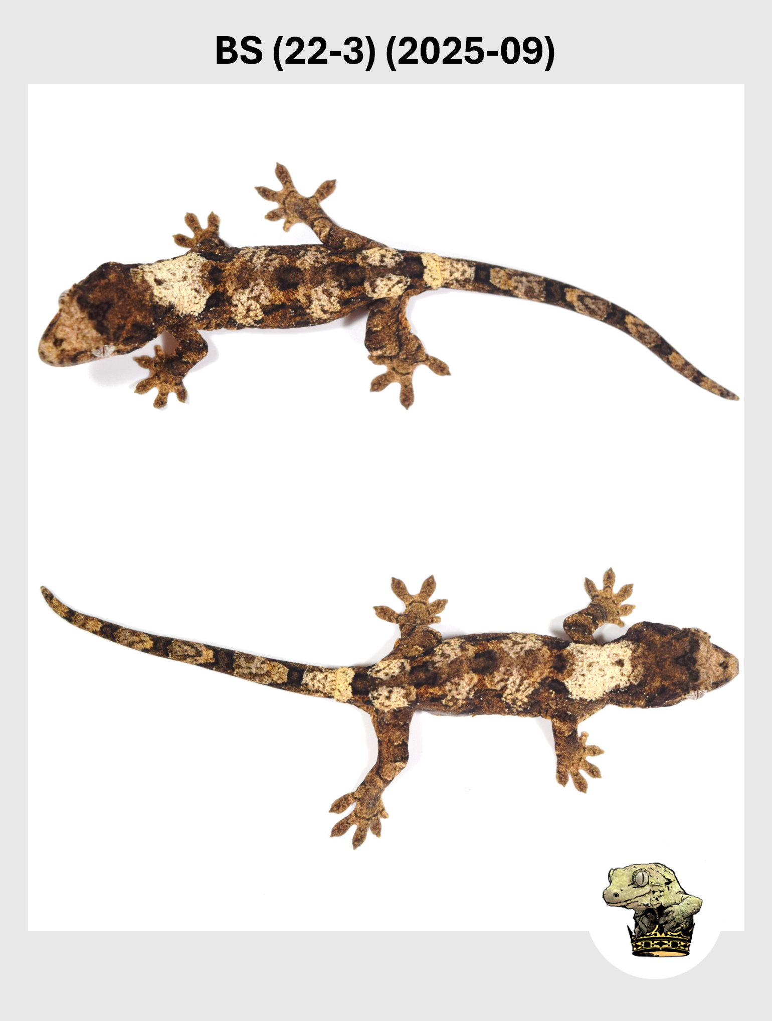 High White Female*! Bane x Sable (22-3) (2025-09)