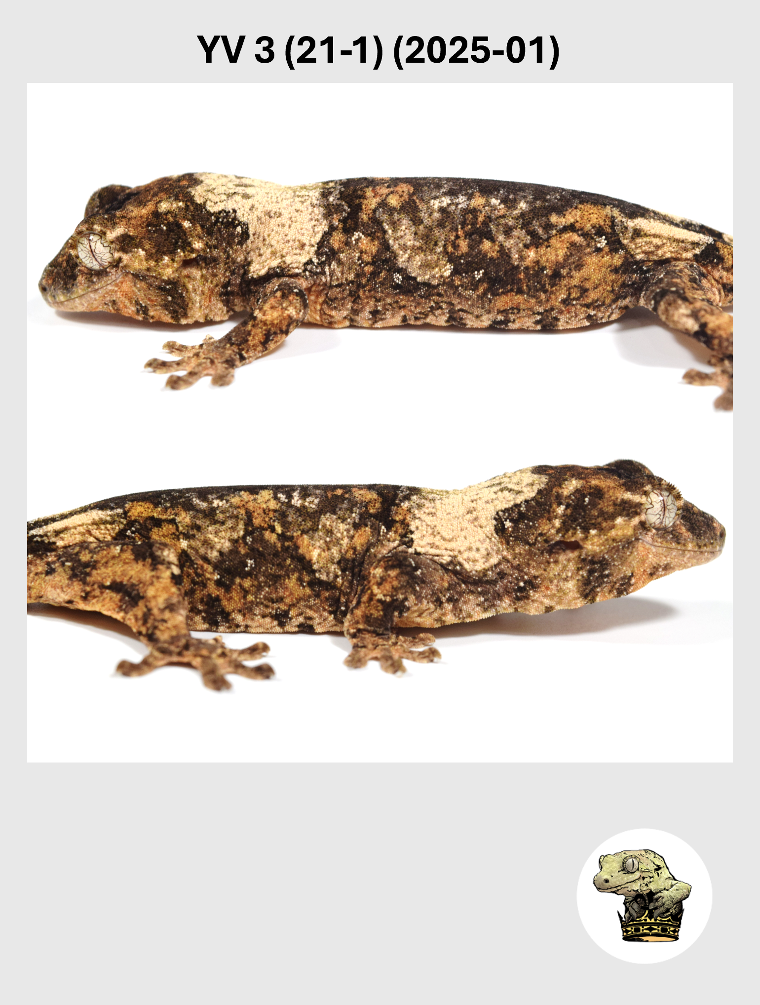 YV 3 (21-1) (2025-01) (2026-02-25) (2) SQSP.png