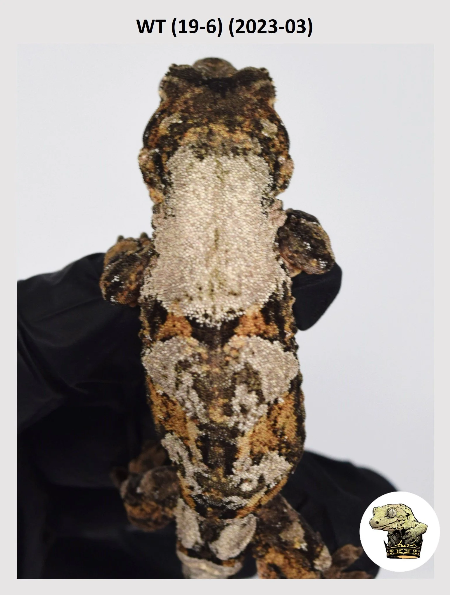 WT (19-6) (2023-03) (2023-12-19) (1) SQSP.jpg