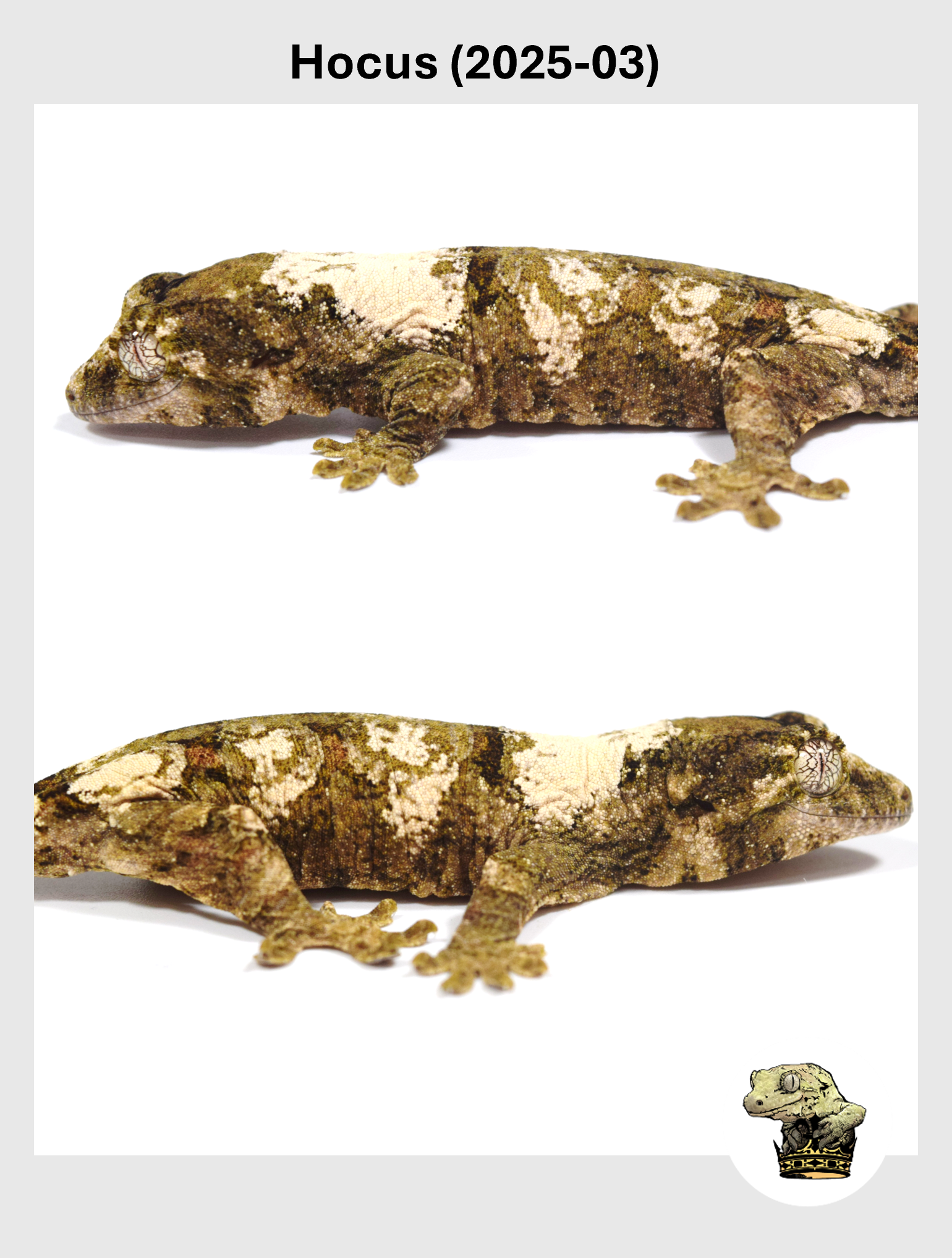 Hocus (2025-03) (2025-12-22) (2) SQSP.png