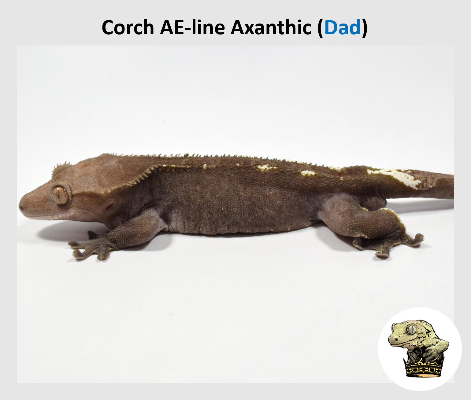 Odd-Axanthic Male (2).png