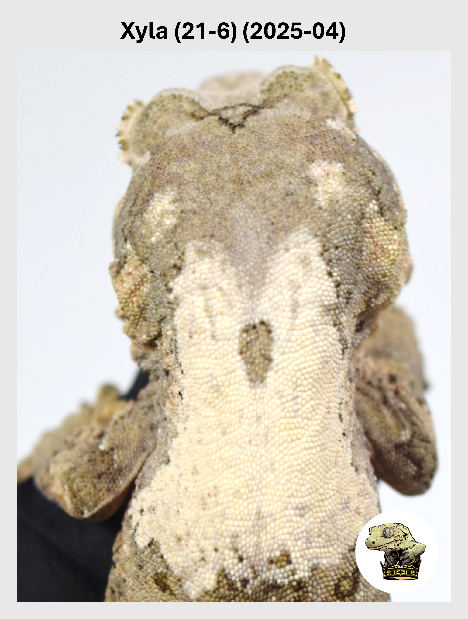 Xyla (21-6) (2025-04) (2025-12-16) (1) SQSP.png (Copy)