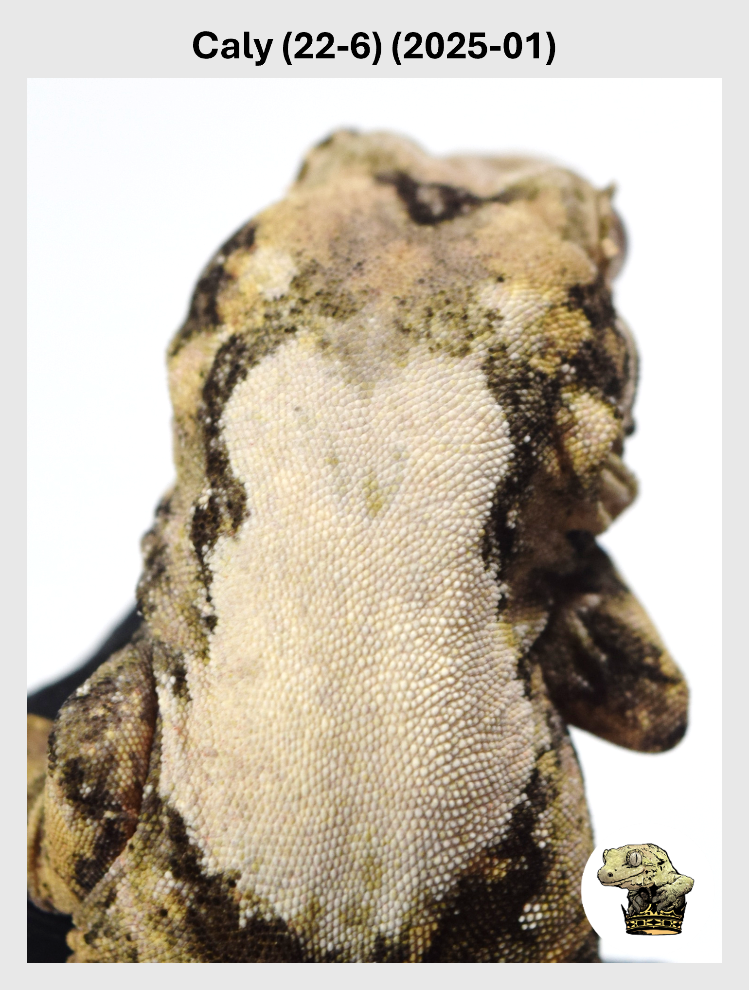 Caly (22-6) (2025-01) (2025-09-23) (1) SQSP.png