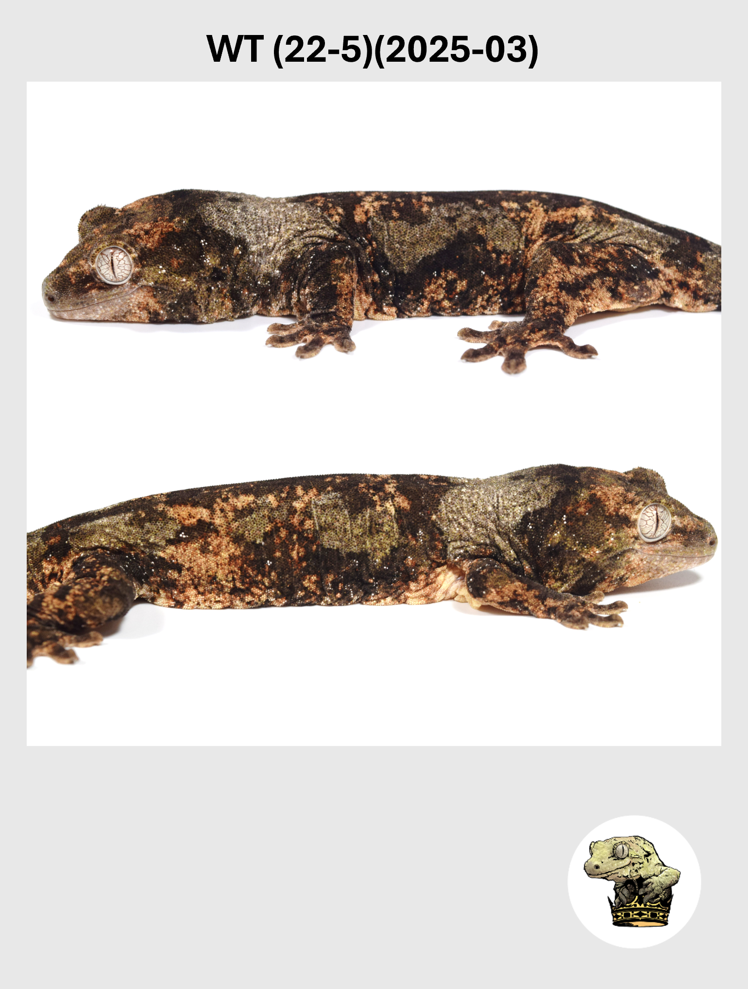 WT (22-5)(2025-03) (2026-02-10) (2) SQSP.png