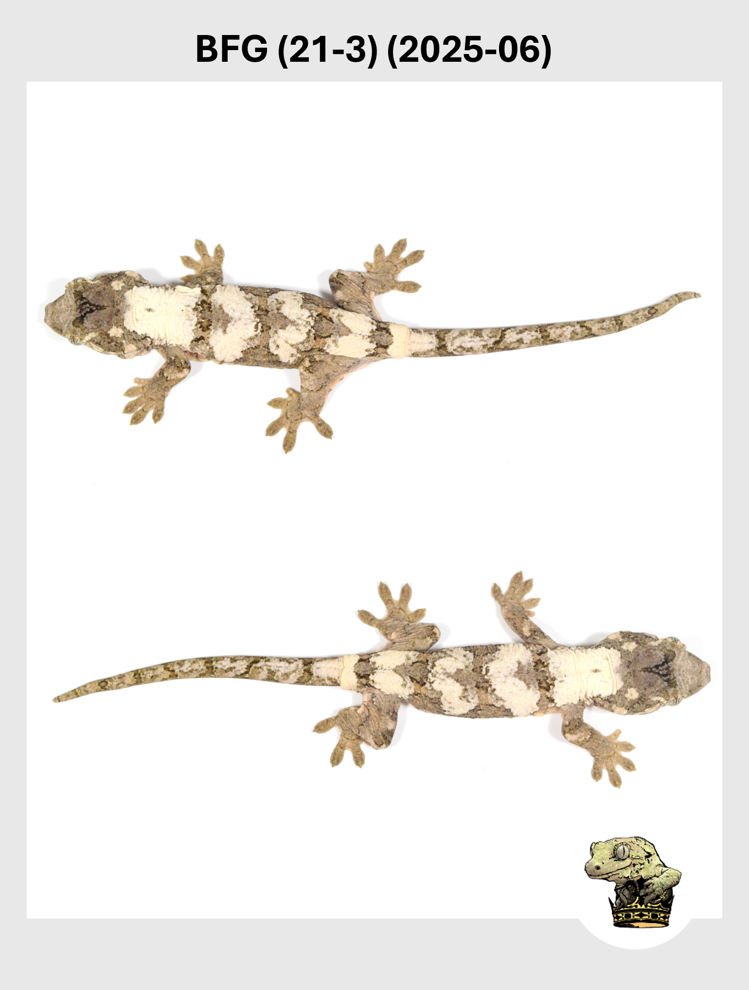 BFG (21-3) (2025-06) (2025-12-16) (5) SQSP.png