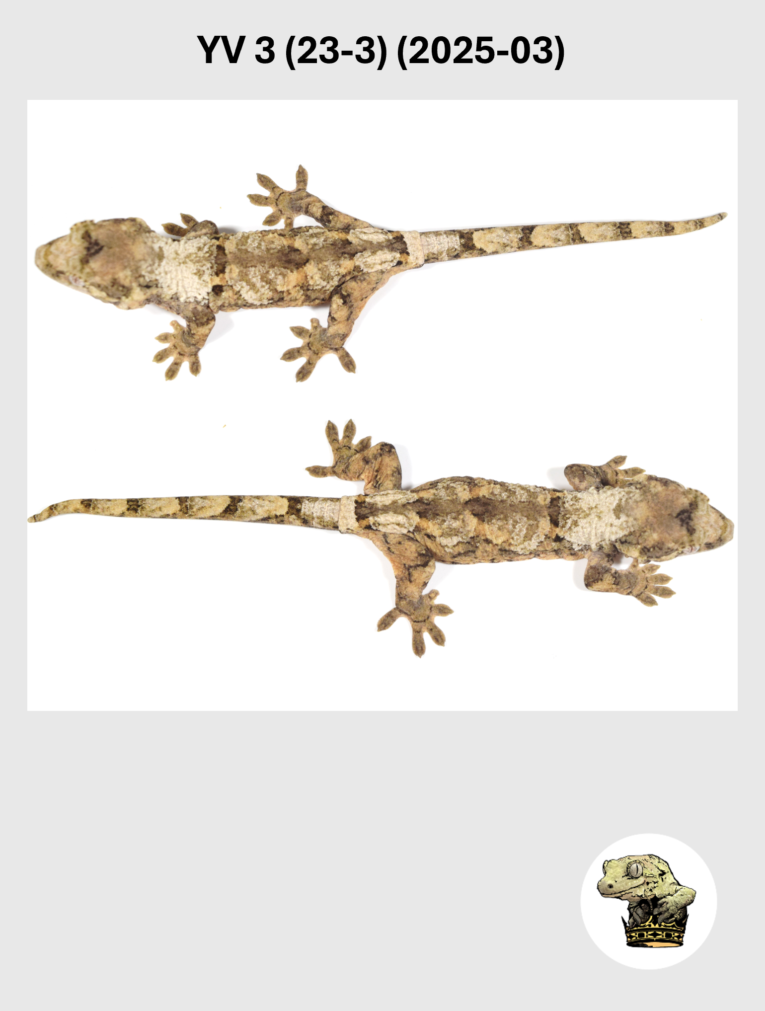 YV 3 (23-3) (2025-03) (2026-03-04) (5) SQSP.png