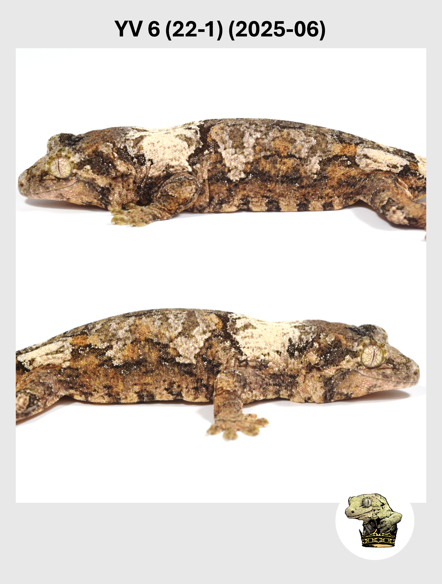 YV 6 (22-1) (2025-06) (2026-01-20) (2) SQSP.png