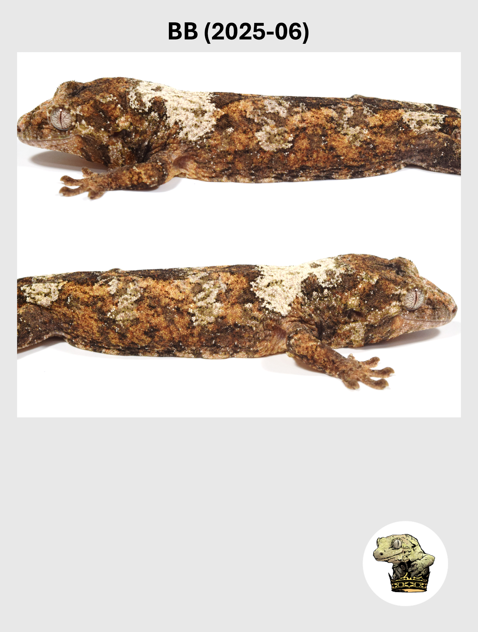 BB (2025-06) (2026-03-18) (2) SQSP.png