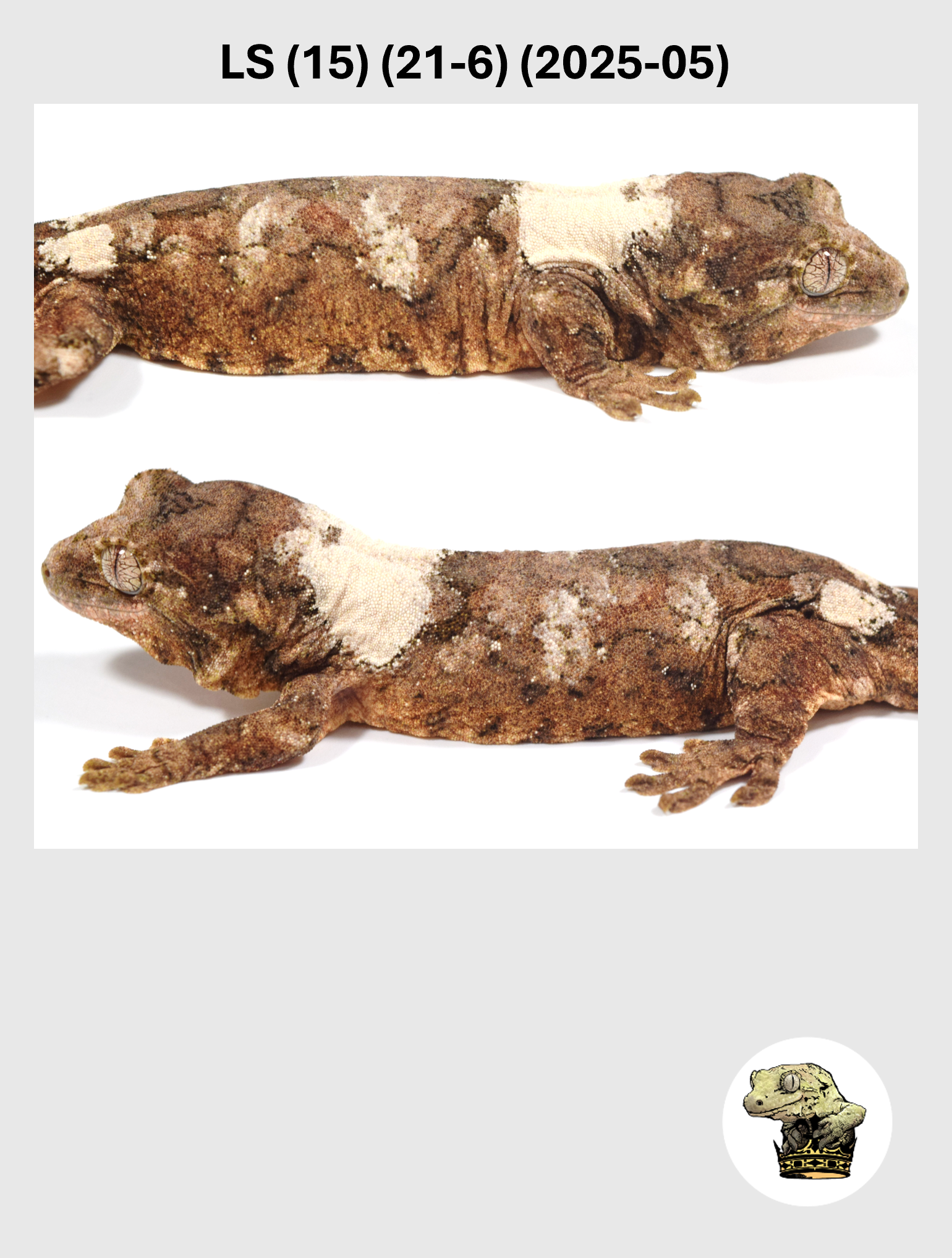 LS (15) (21-6) (2025-05) (2026-03-25) (2) SQSP.png