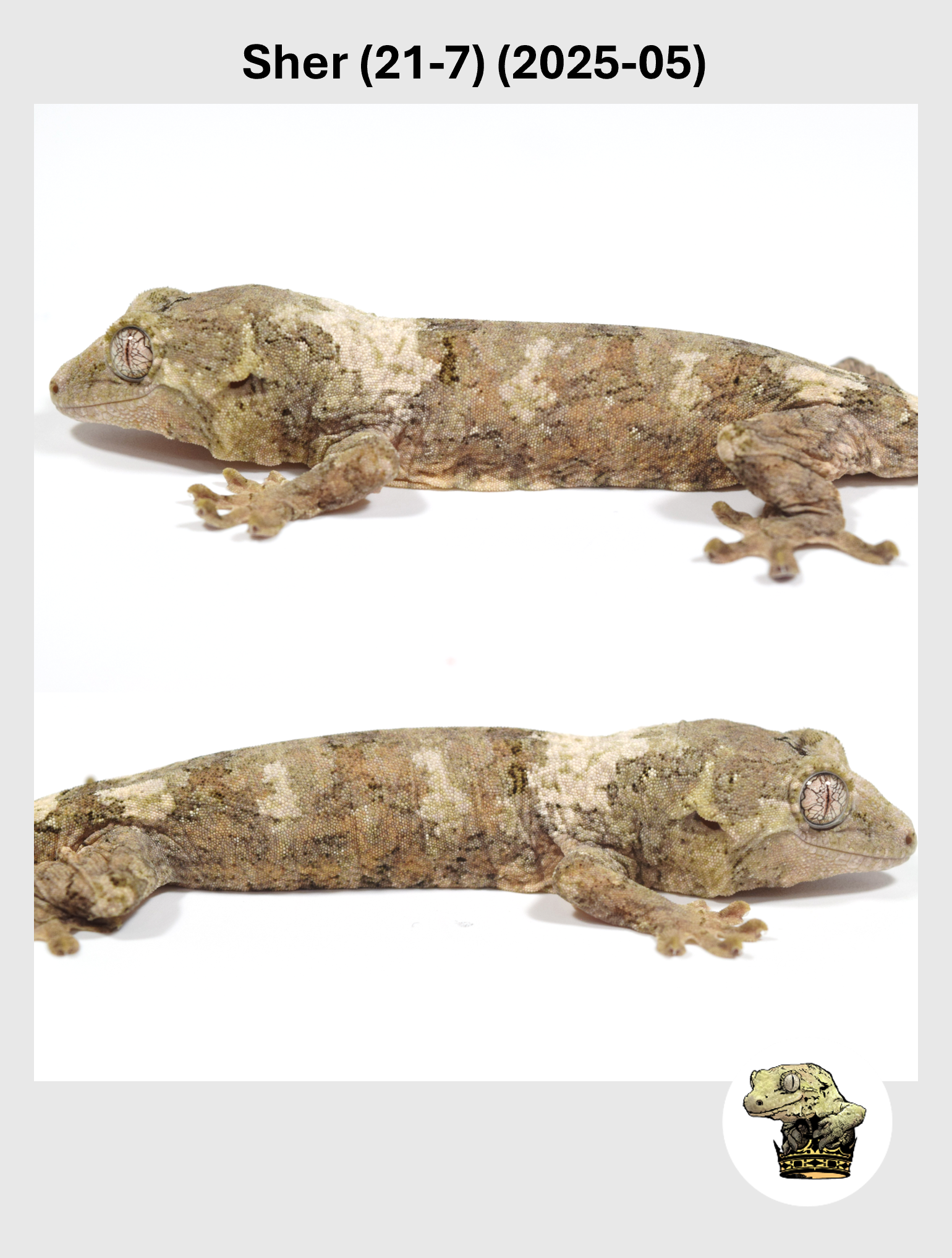 Sher (21-7) (2025-05) (2026-02-03) (4) SQSP.png