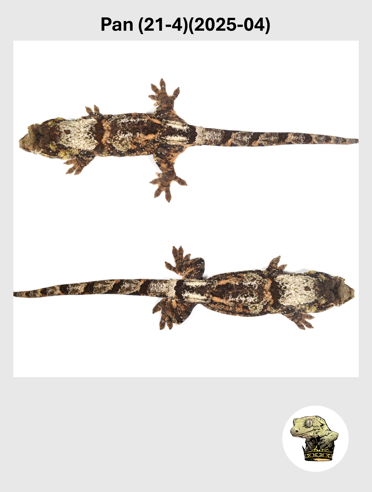 Pan (21-4)(2025-04) (2026-10-02) (3) SQSP.png