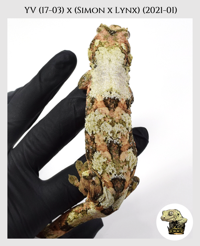 YV (17-03) (2021-01) (2022-05-07) (1).png