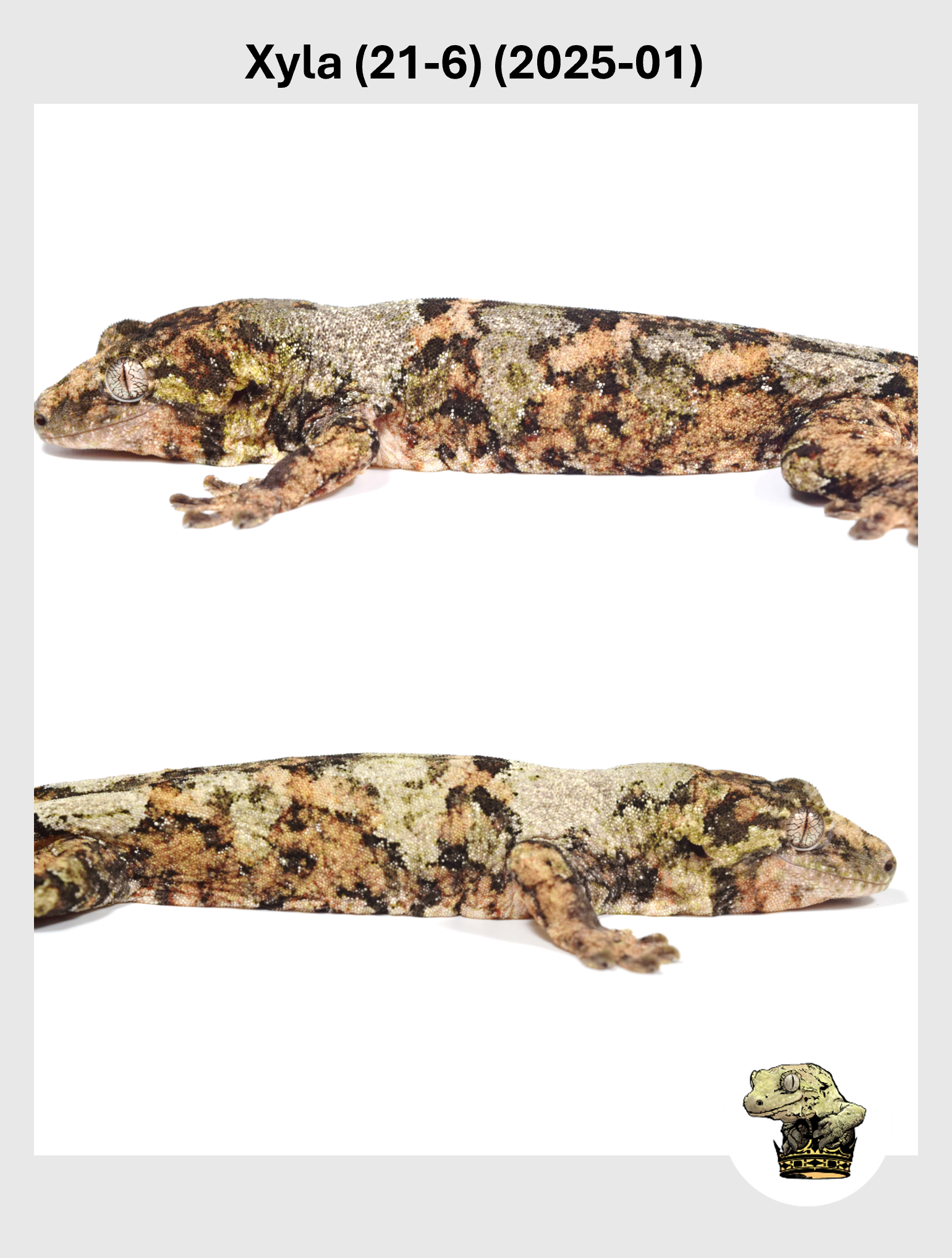 Xyla (21-6) (2025-01) (2025-12-16) (2) SQSP.png