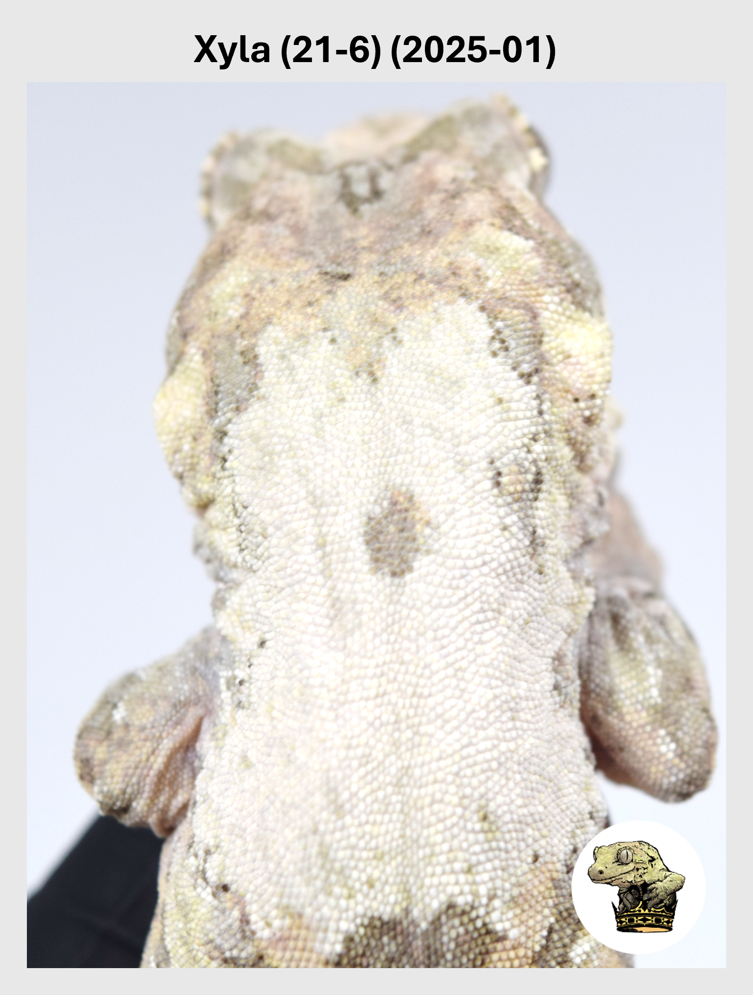 Xyla (21-6) (2025-01) (2025-12-16) (1) SQSP.png