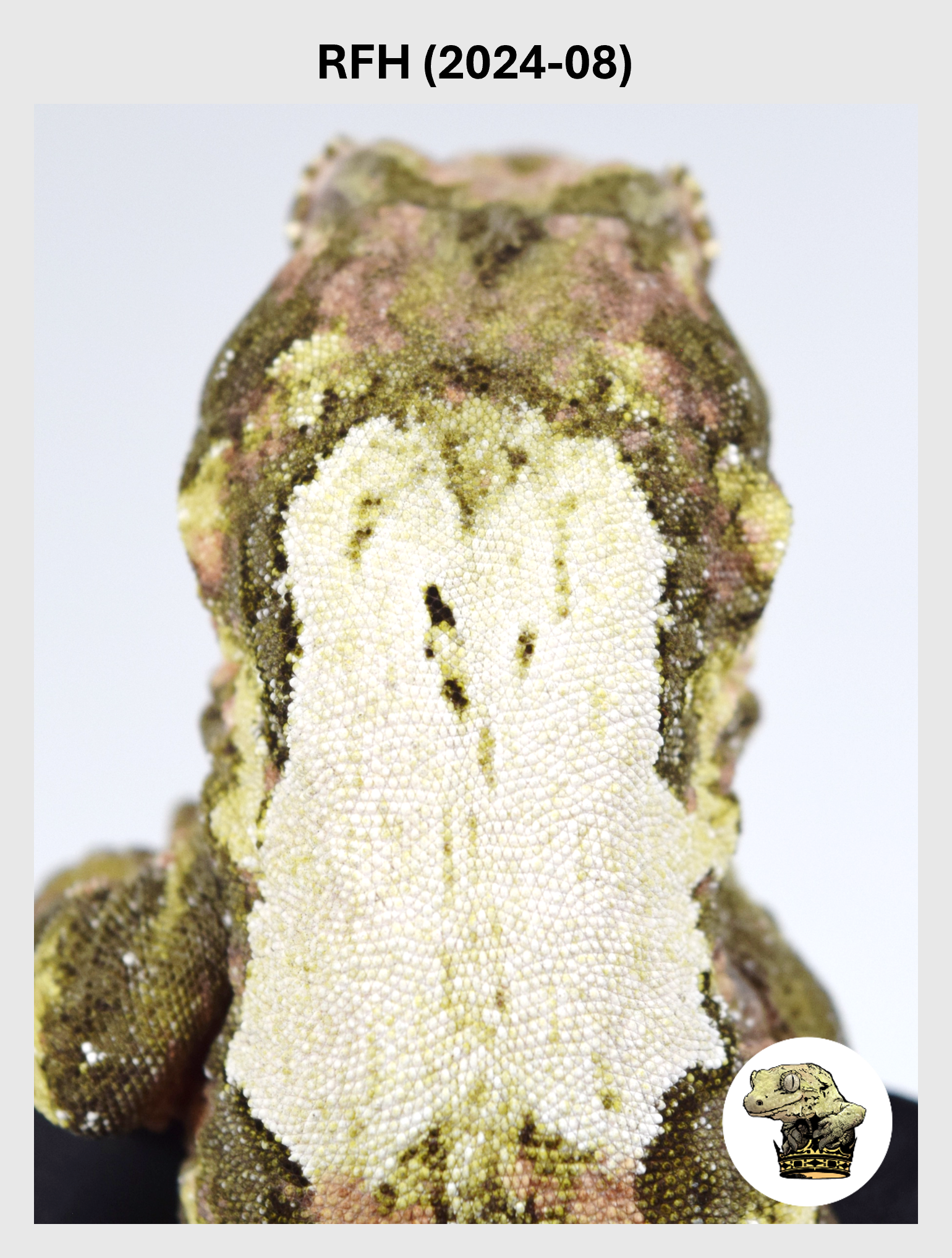 RFH (2024-08) (2025-12-22) (1) SQSP.png