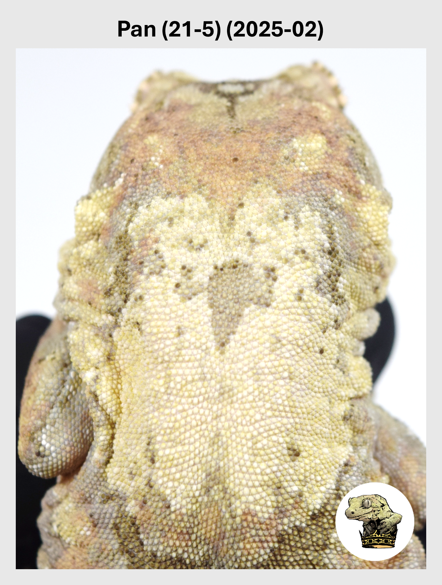White Striped Female*!  Pan (21-5) (2025-02)