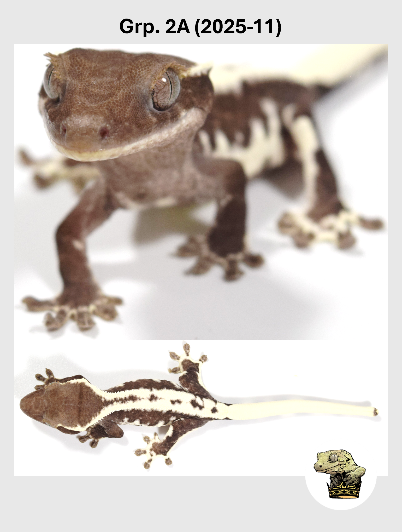 Grp. 2A (2025-11) (2026-04-22) (1) SQSP.png