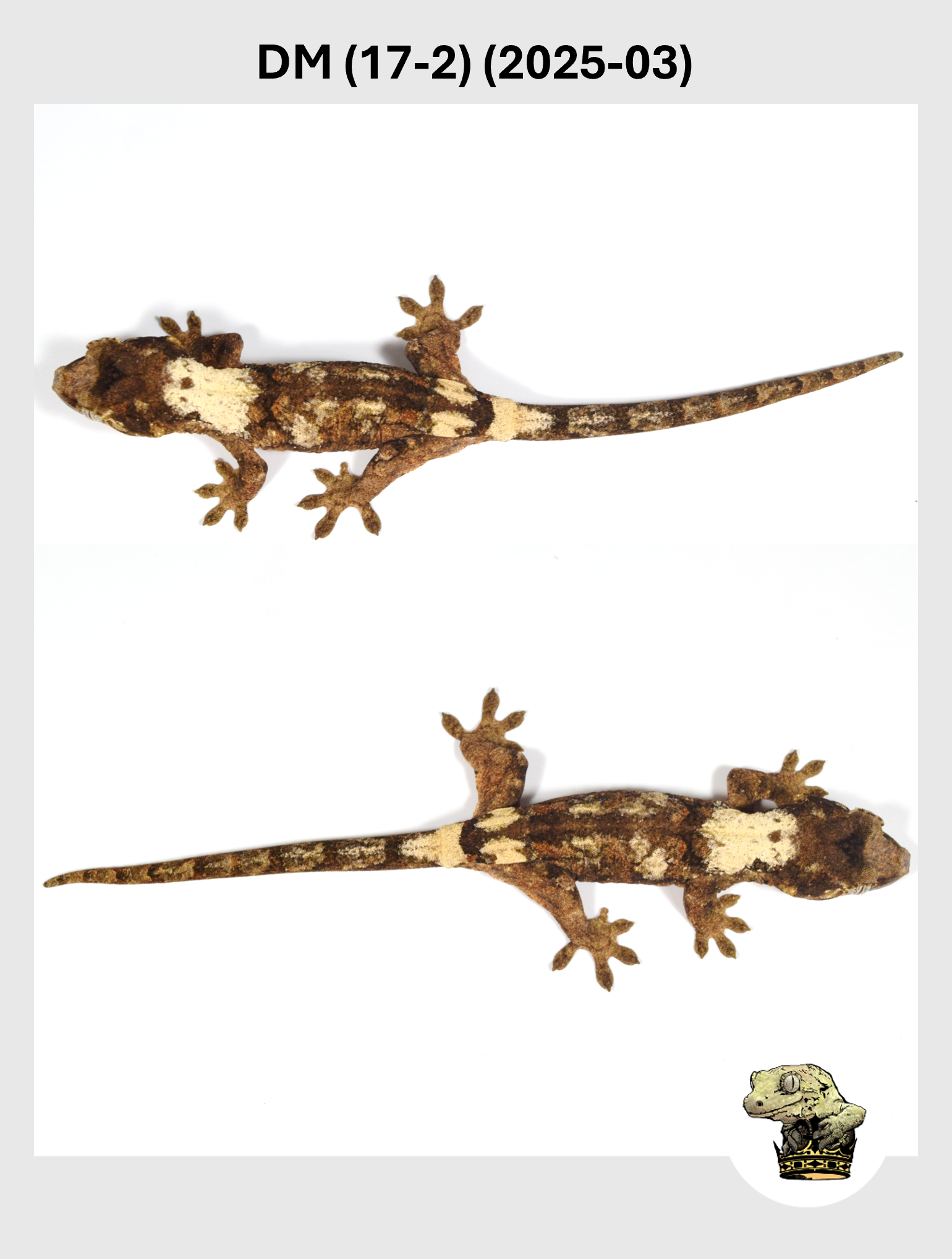 DM (17-2) (2025-03) (2025-12-16) (3) SQSP.png