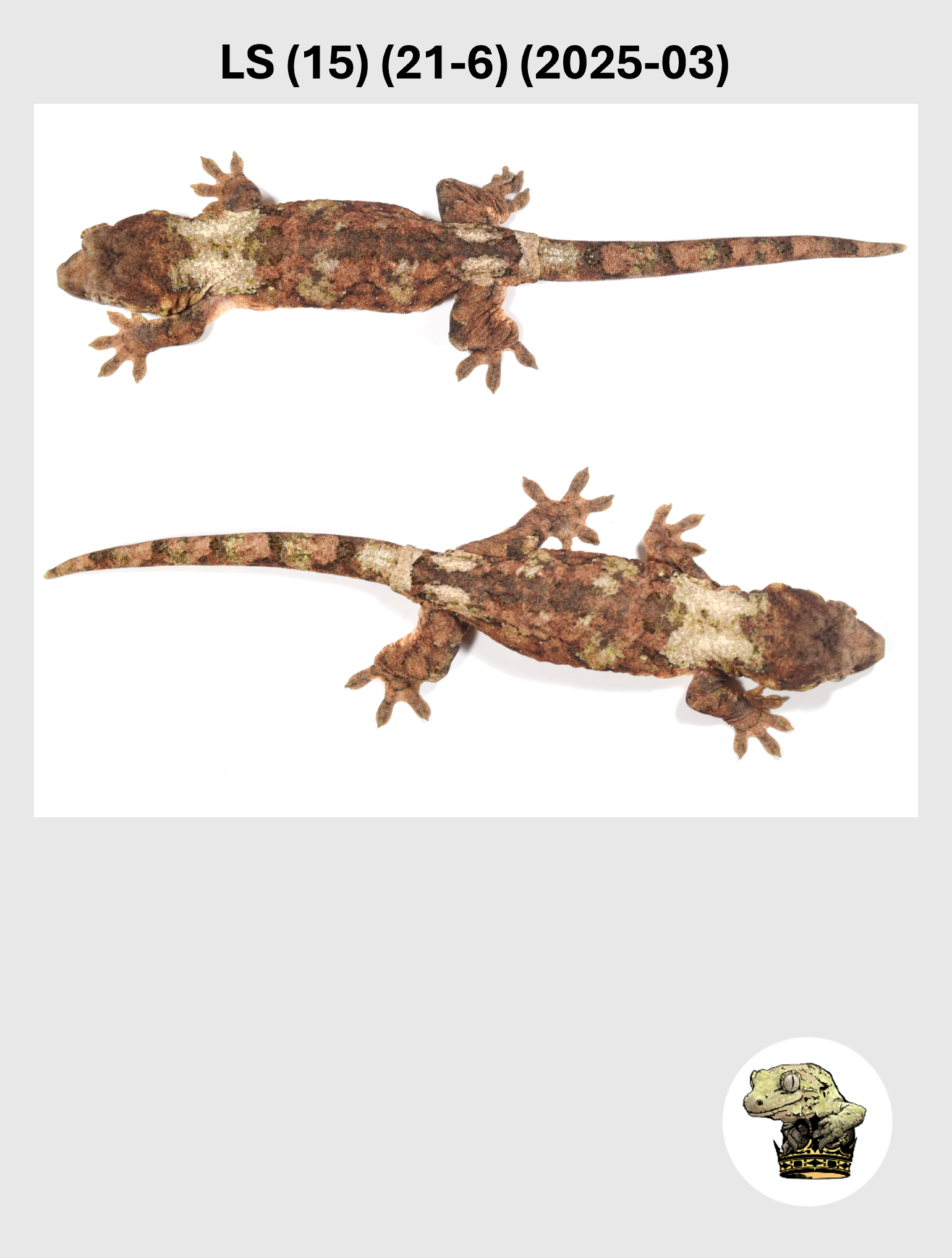 Red High White Female*! LS (15) (21-6) (2025-03)